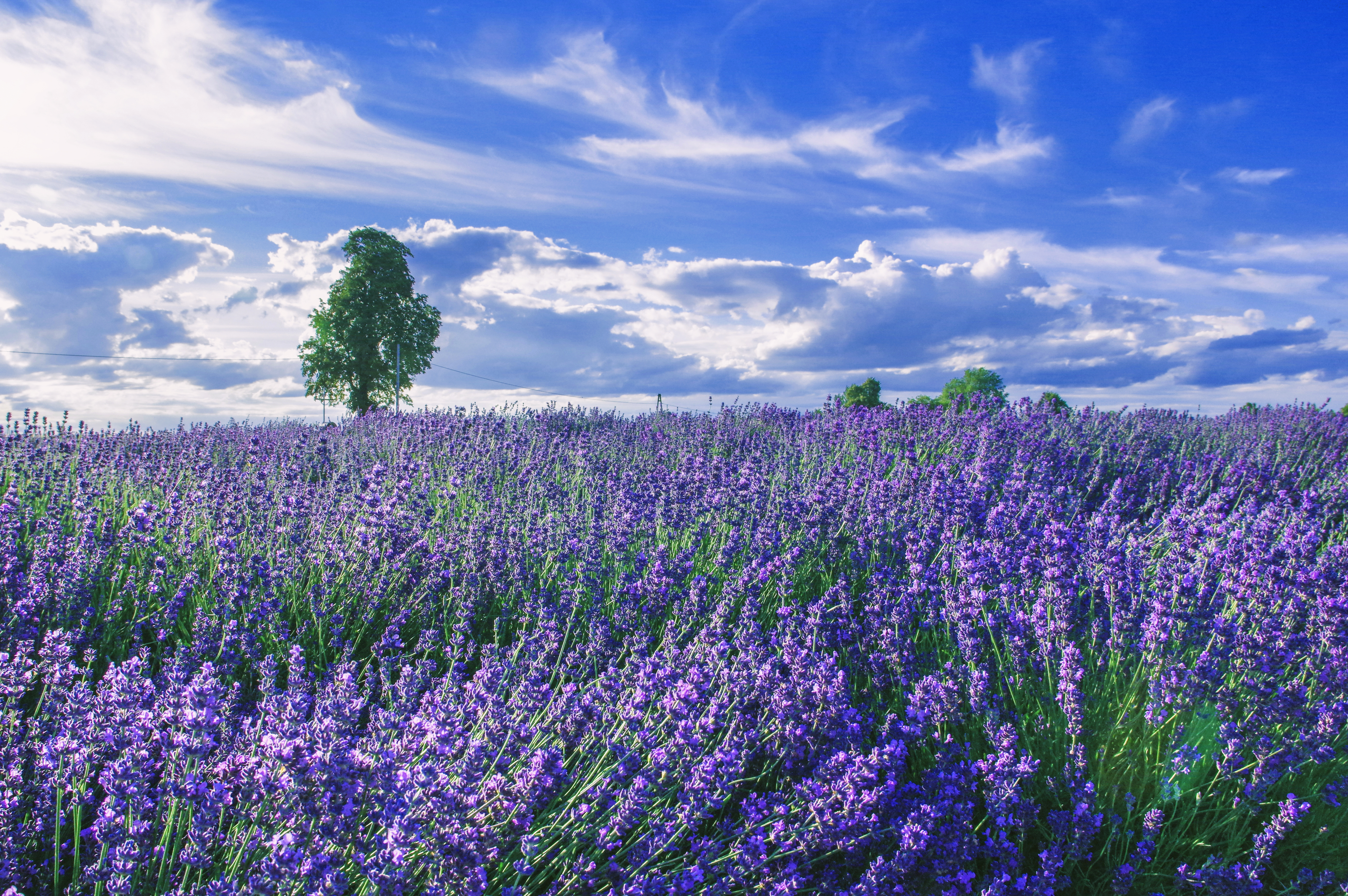 Wallpapers tree lavender clouds on the desktop