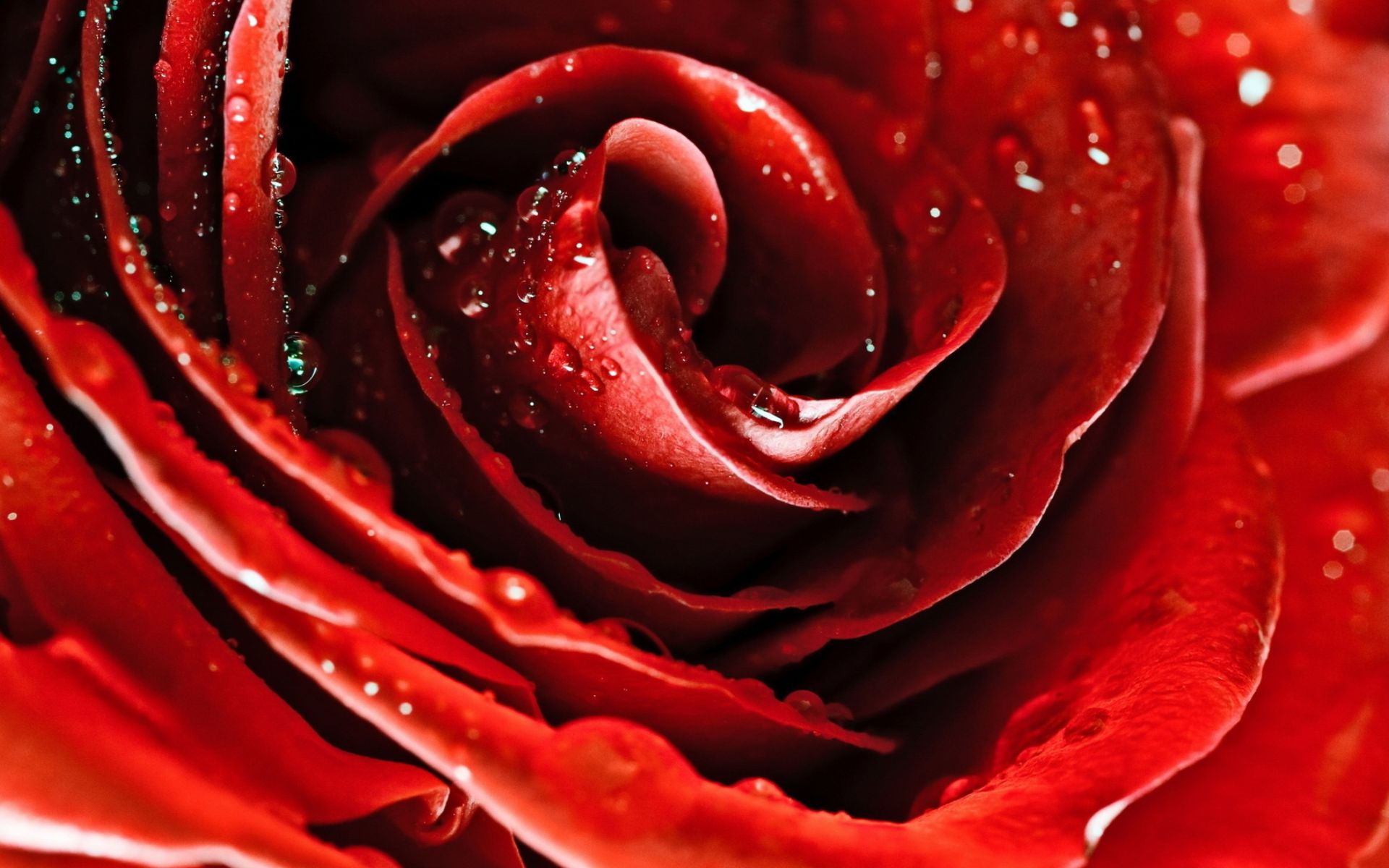 桌面上的壁纸鲜花 特写 红玫瑰