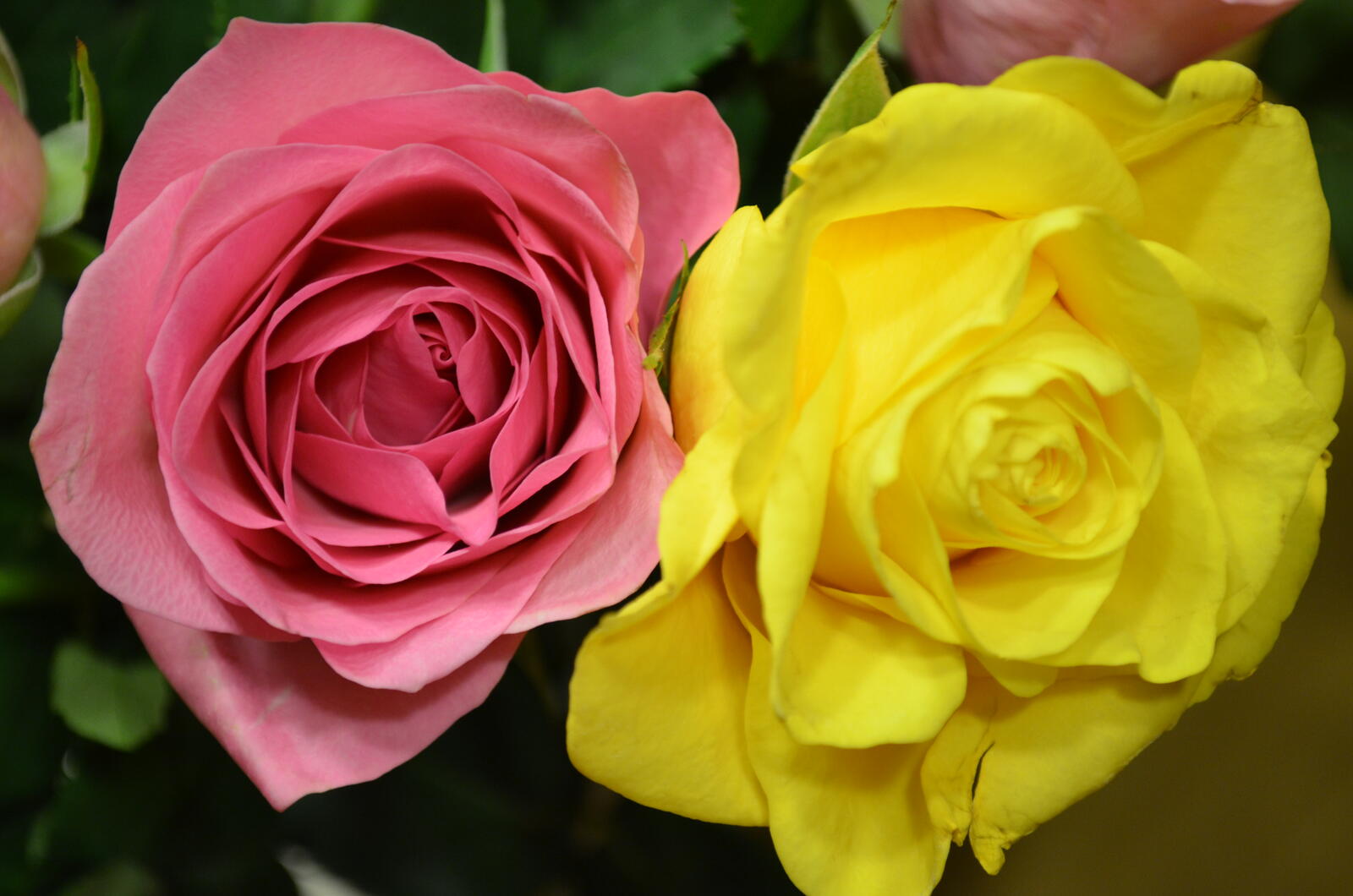 Обои розы роза две розы на рабочий стол
