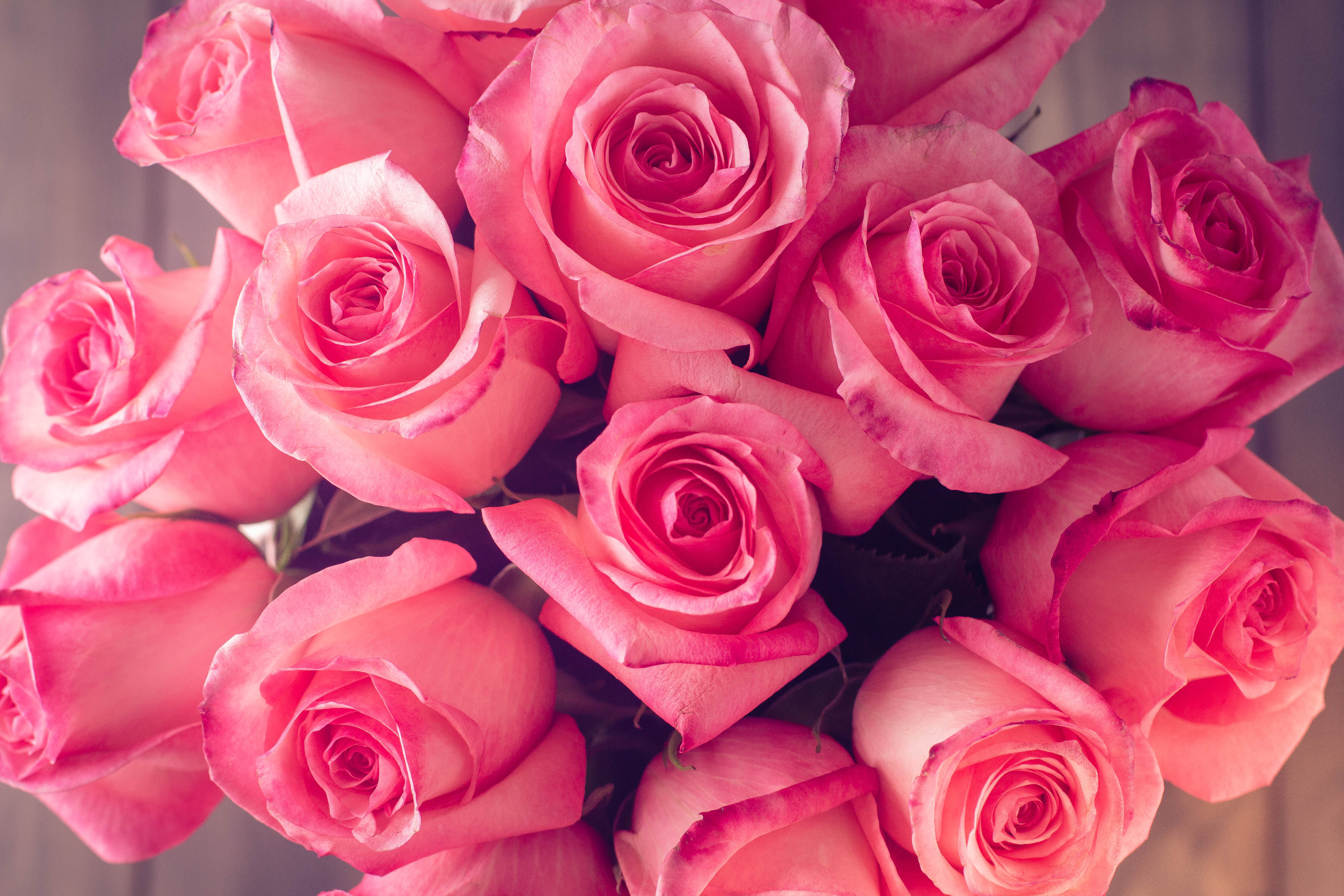 Розые розы. Розовые розы. Розовая коза. Шикарные розовые розы. Красивый букет роз.