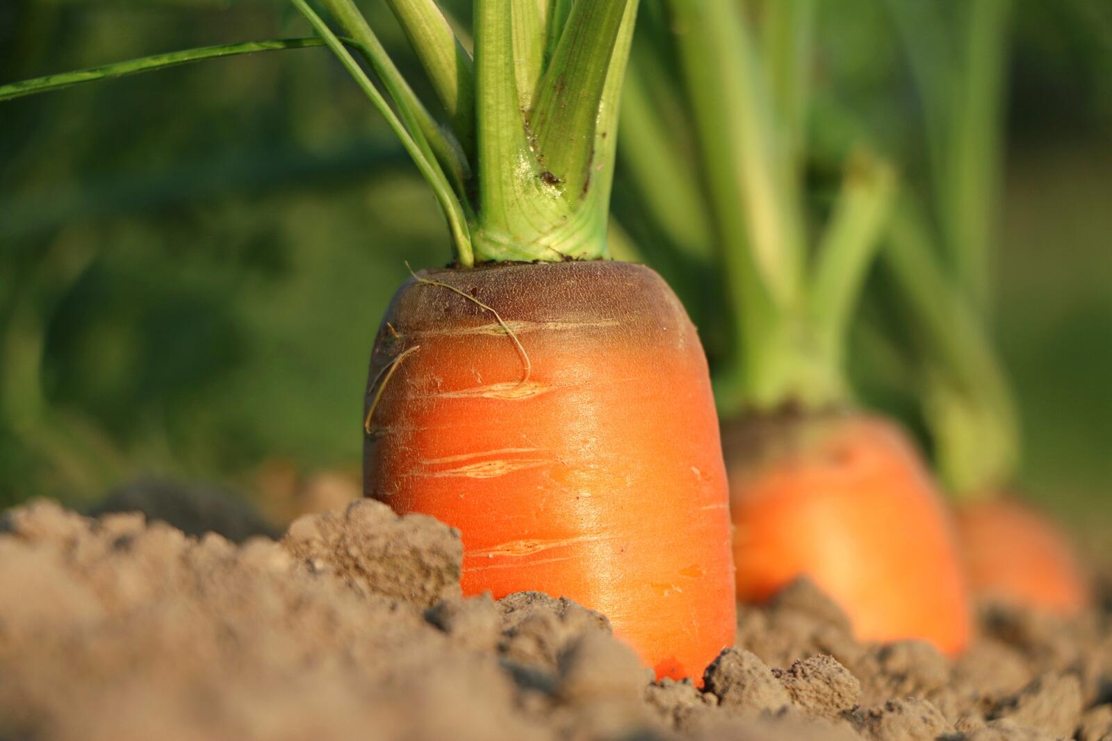Морковки торчат из земли
