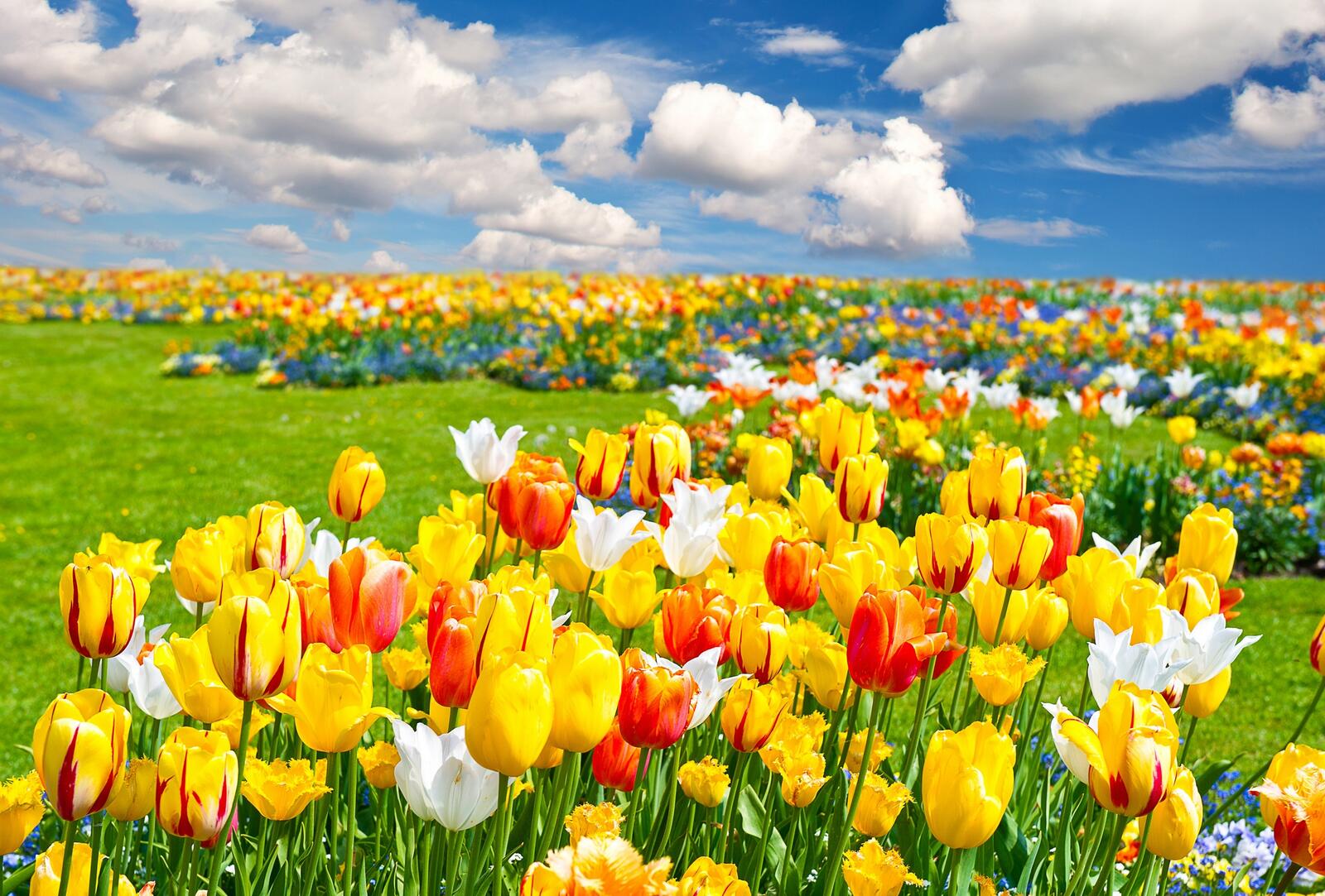 Wallpapers tulips nature field on the desktop