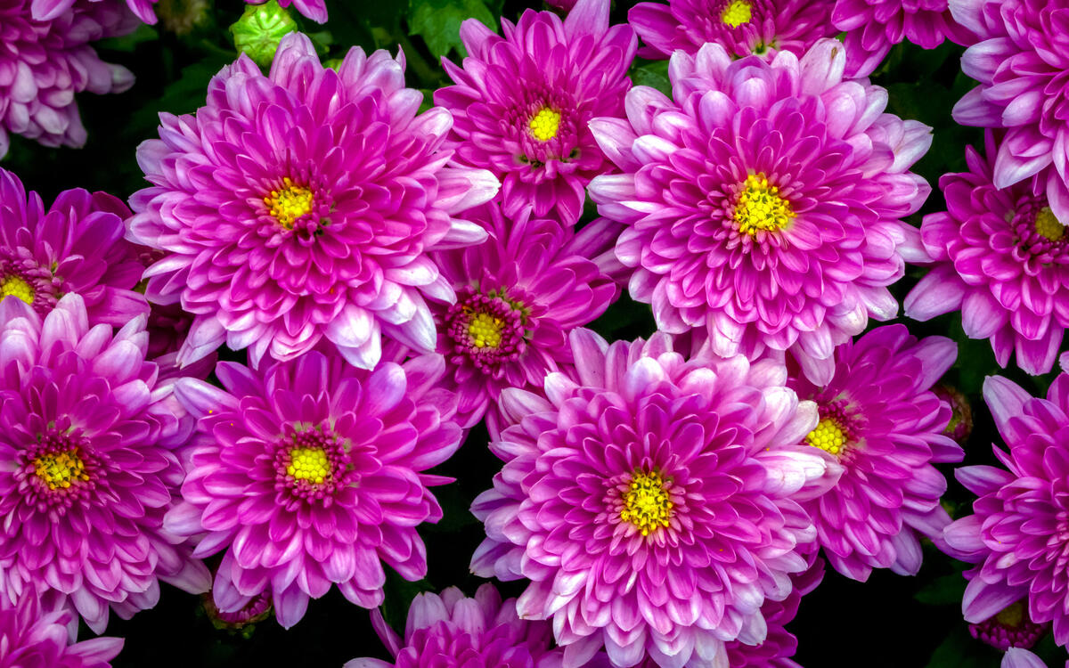 Background of flowers Dahlia