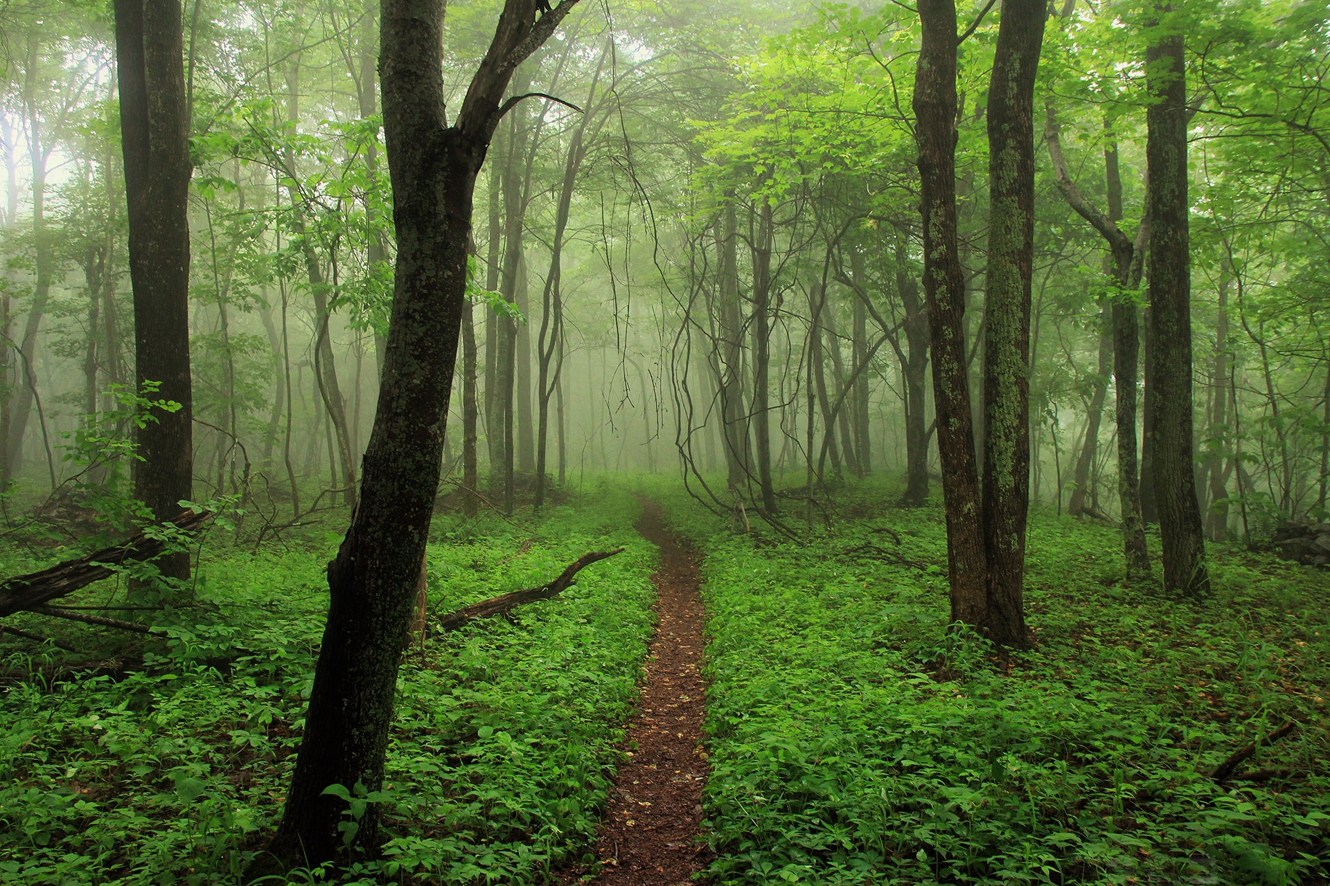 Free photo Forest path