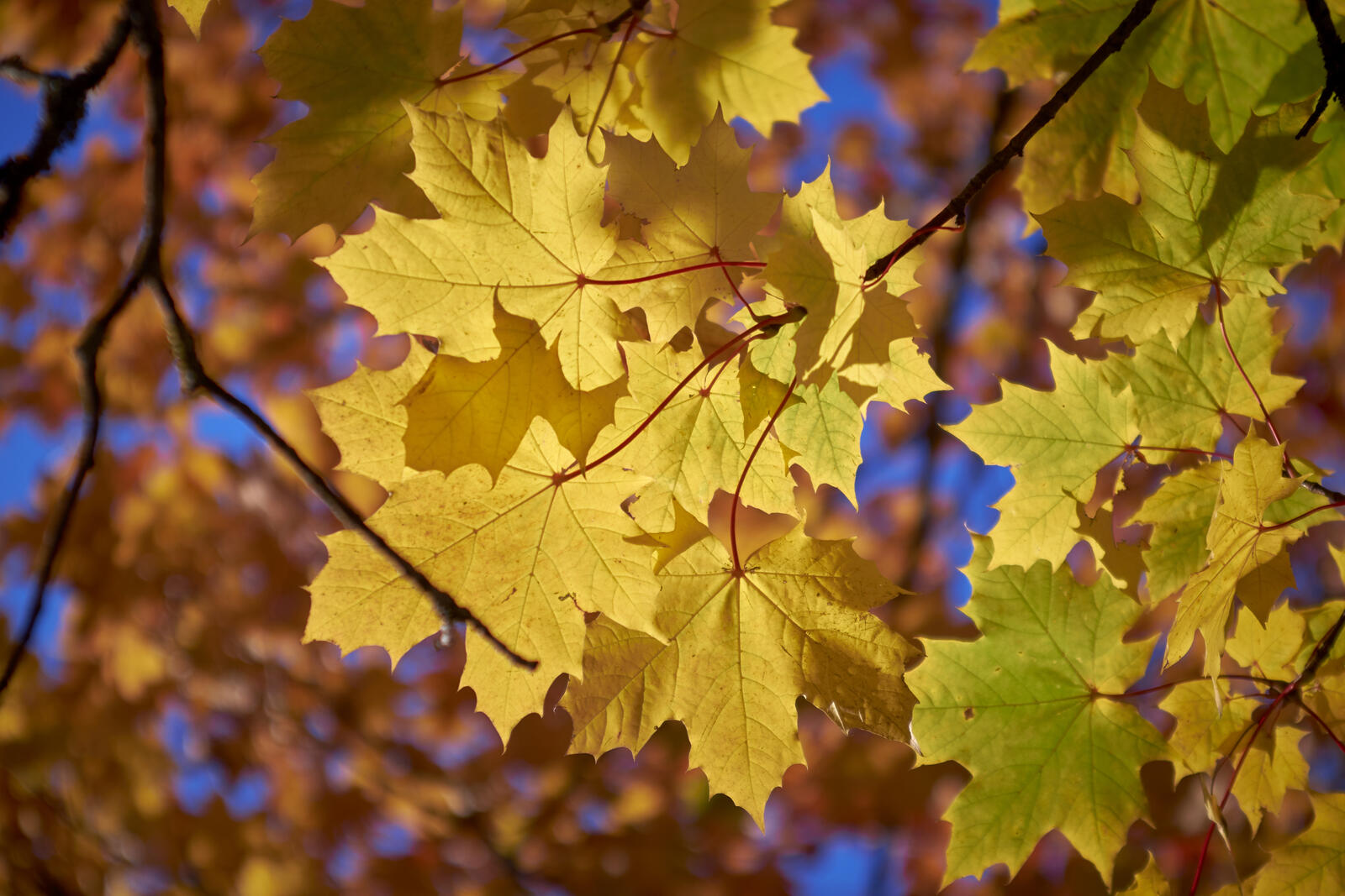 Обои цвета осени осенние листья деревья на рабочий стол