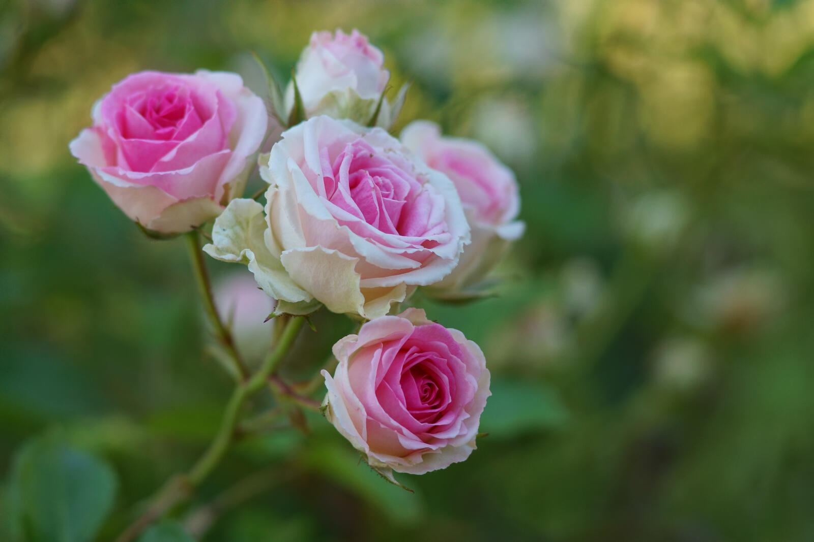 Обои флора ветки розы на рабочий стол
