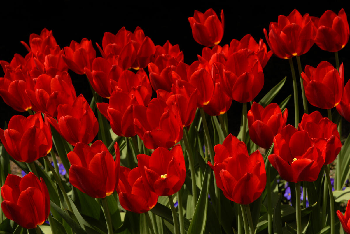 Ярко-красный тюльпаны · бесплатное фото