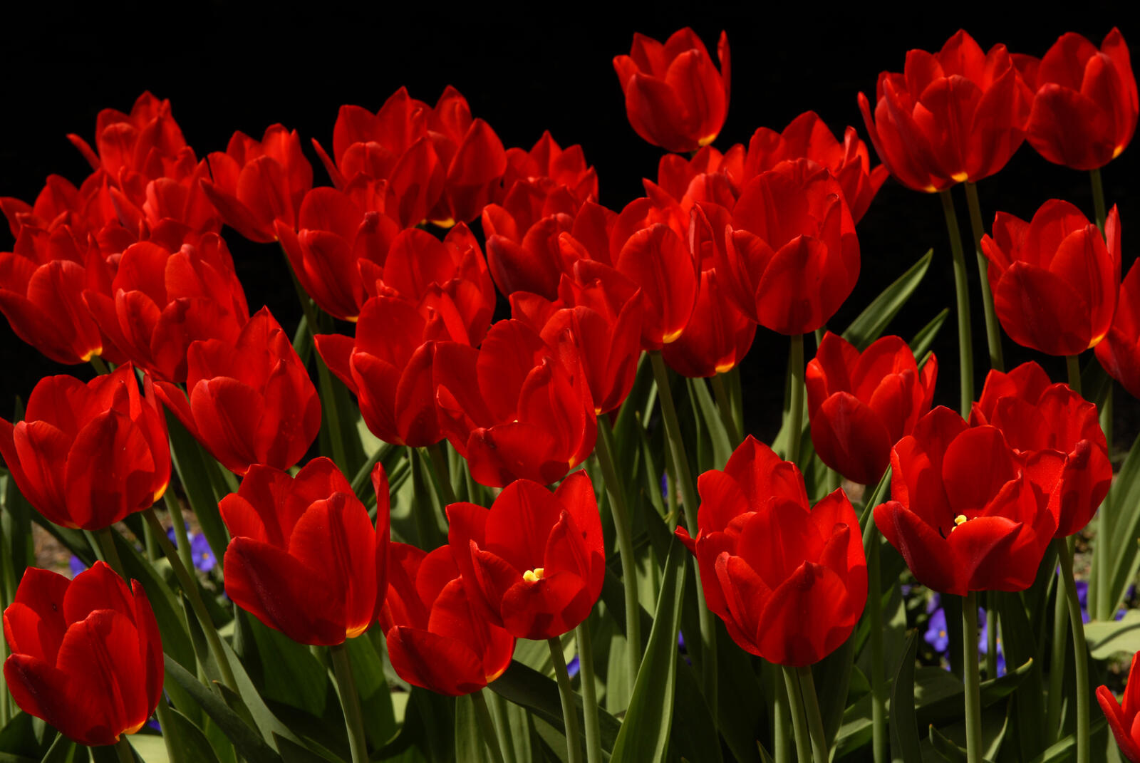 Бесплатное фото Ярко-красный тюльпаны
