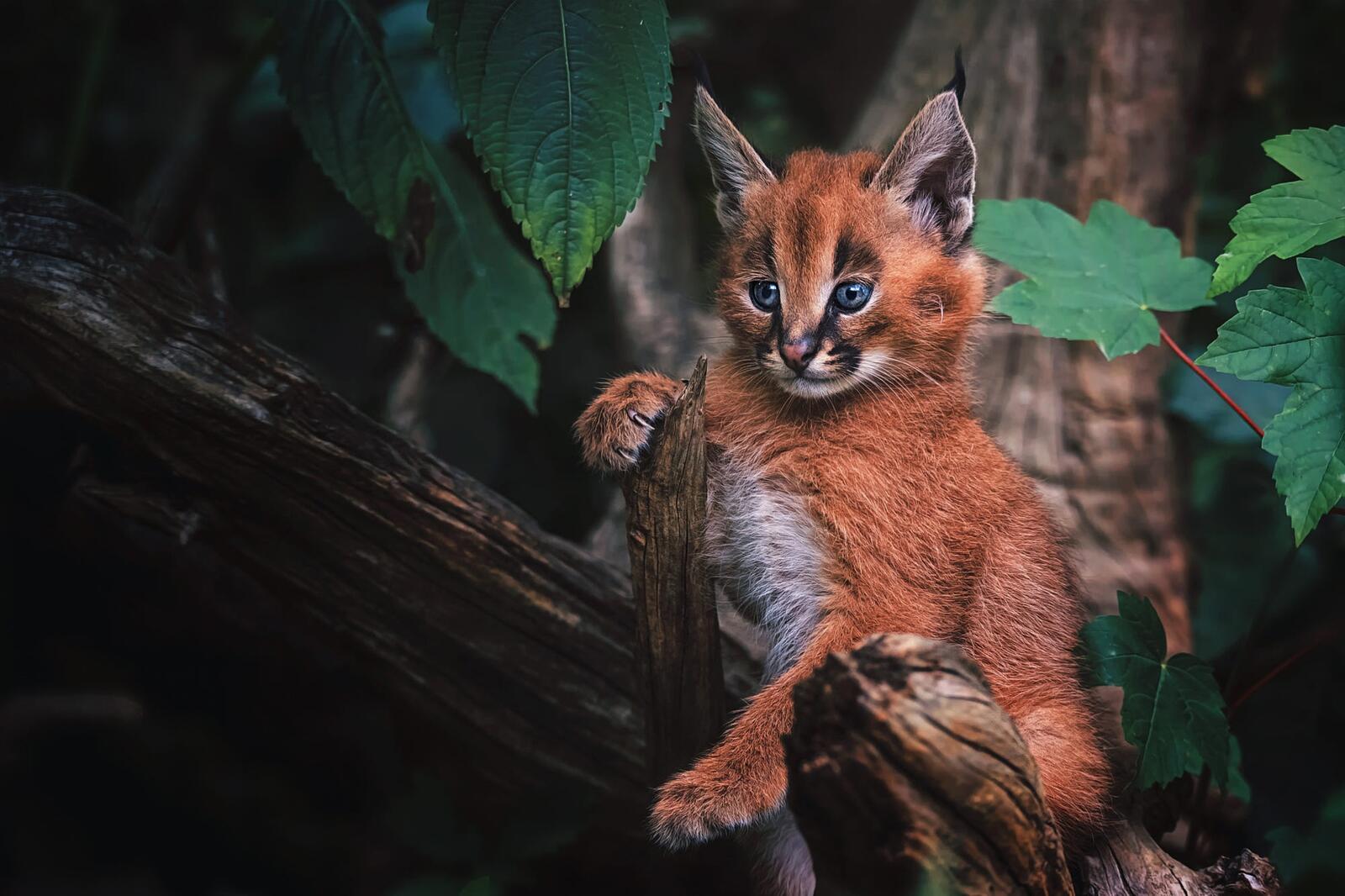 Wallpapers forest caracal look on the desktop