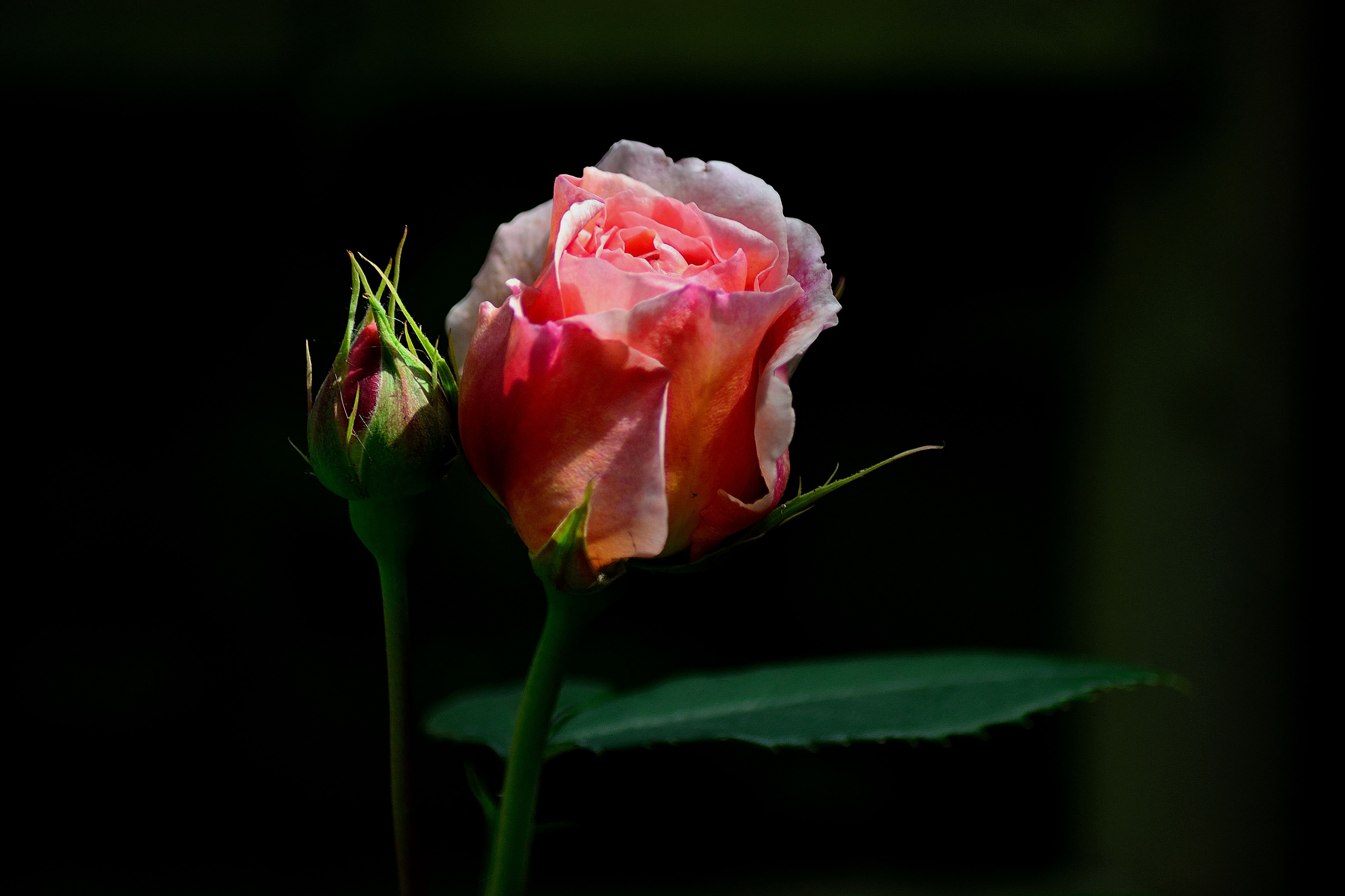 Фото бесплатно роза, флора, бутон розы