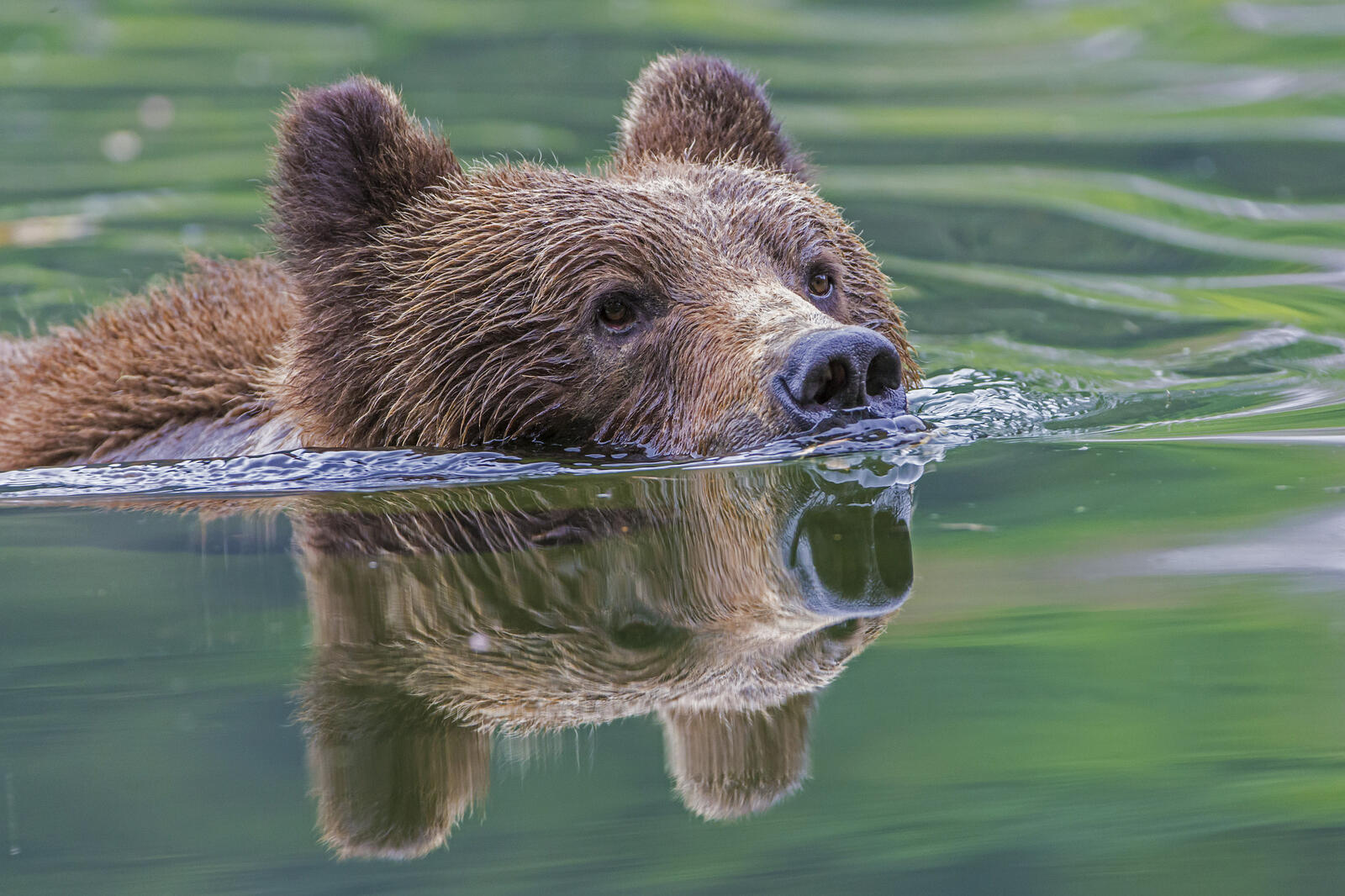 Обои вода бурый медведь плывёт на рабочий стол