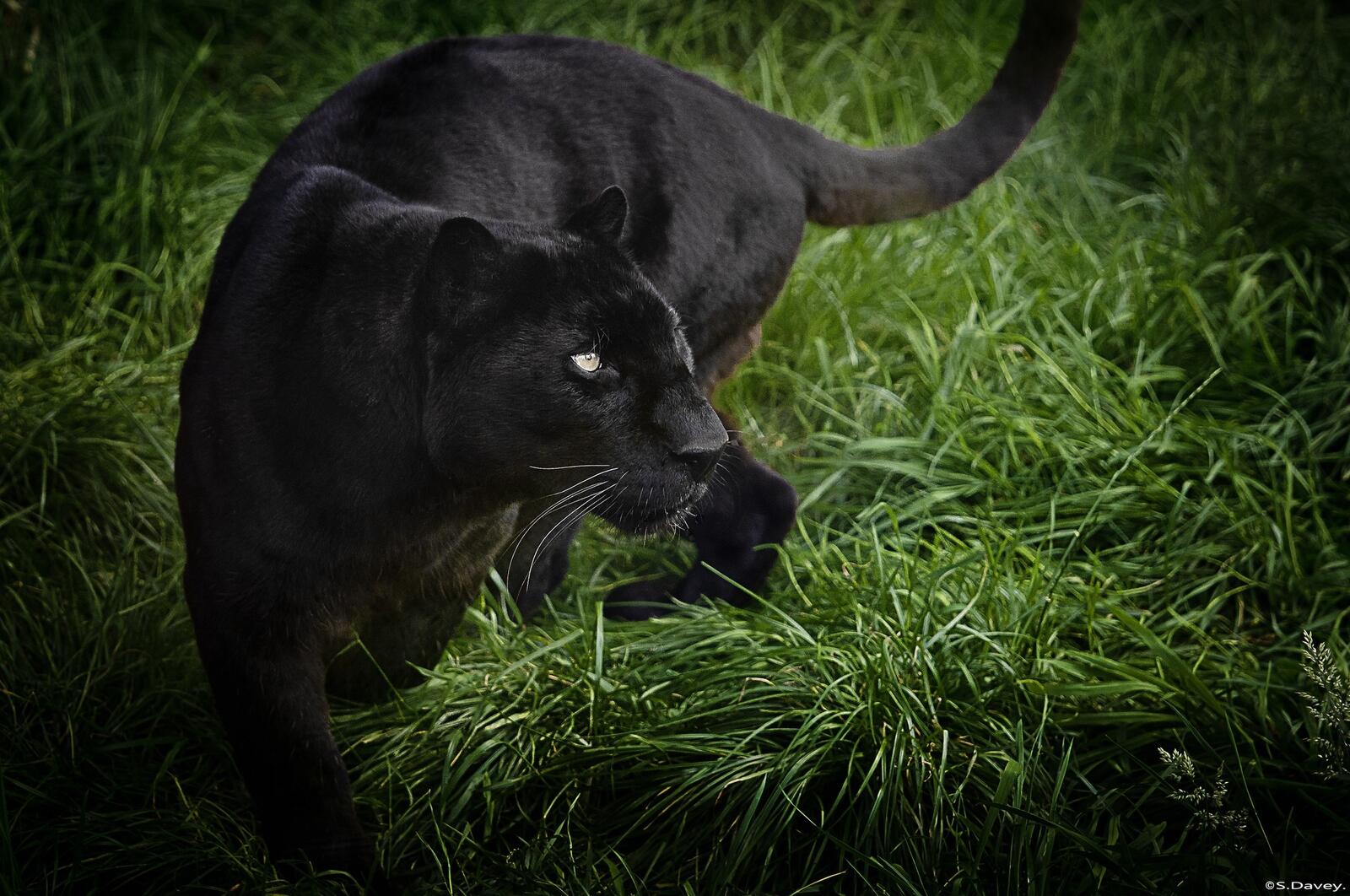 Обои черный леопард трава кошка на рабочий стол