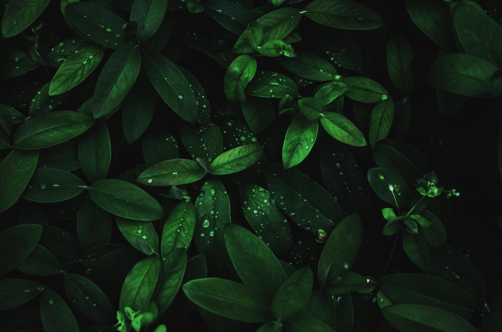 Wallpapers leaf drops of rain drops of dew on the desktop