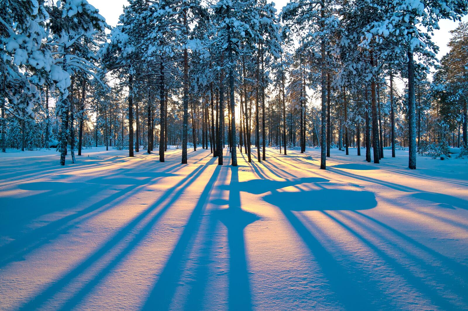 Бесплатное фото Зимний восход в лесу