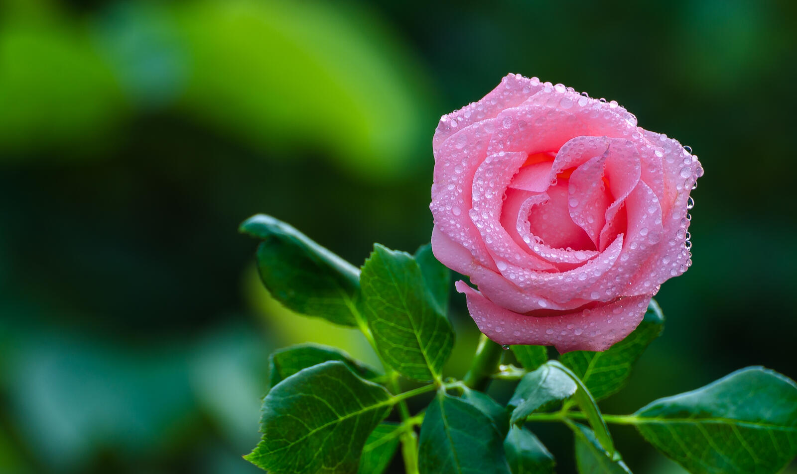 桌面上的壁纸玫瑰 蔷薇花蕾 粉红玫瑰