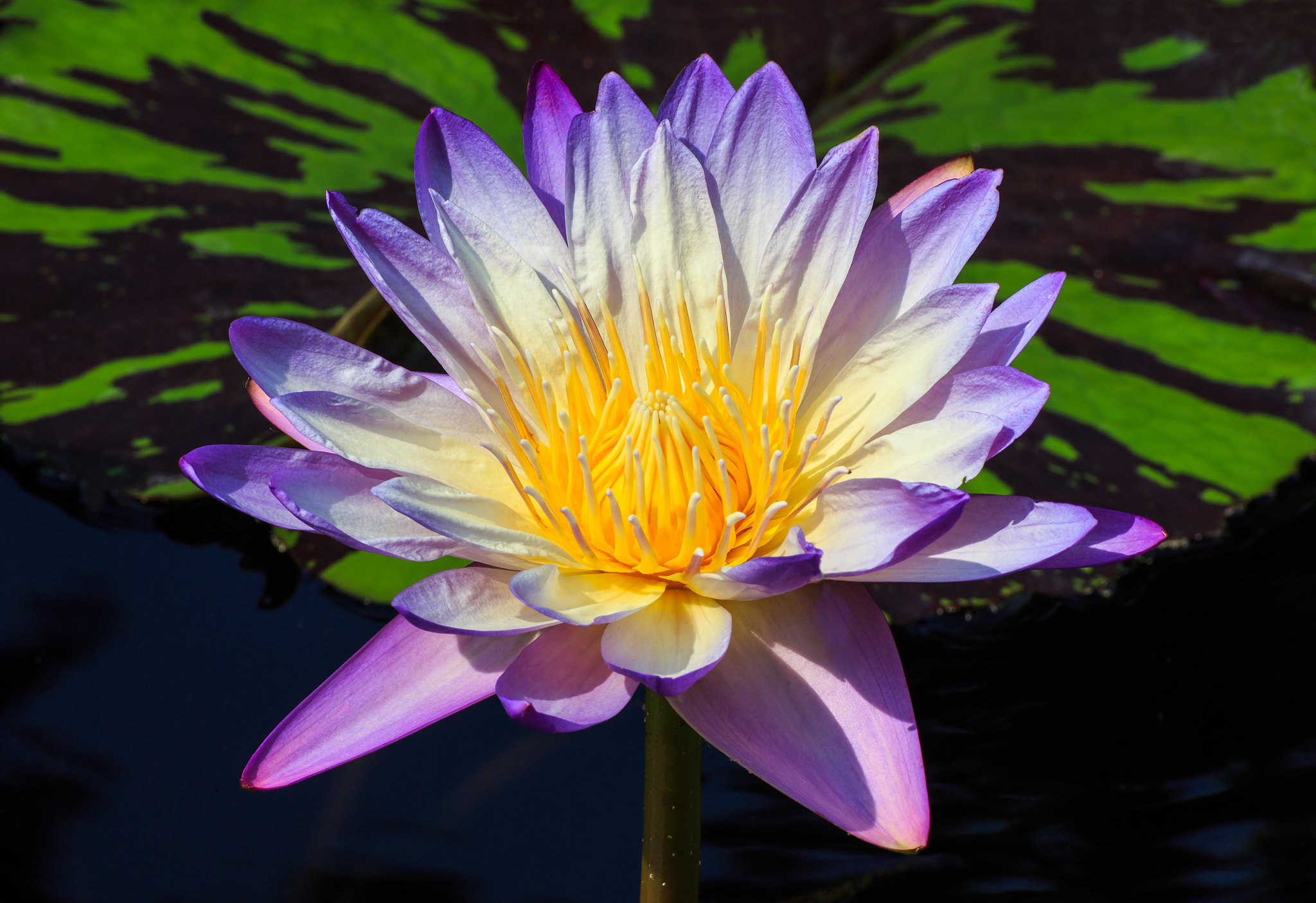 Wallpapers body of water blue flower water lily on the desktop