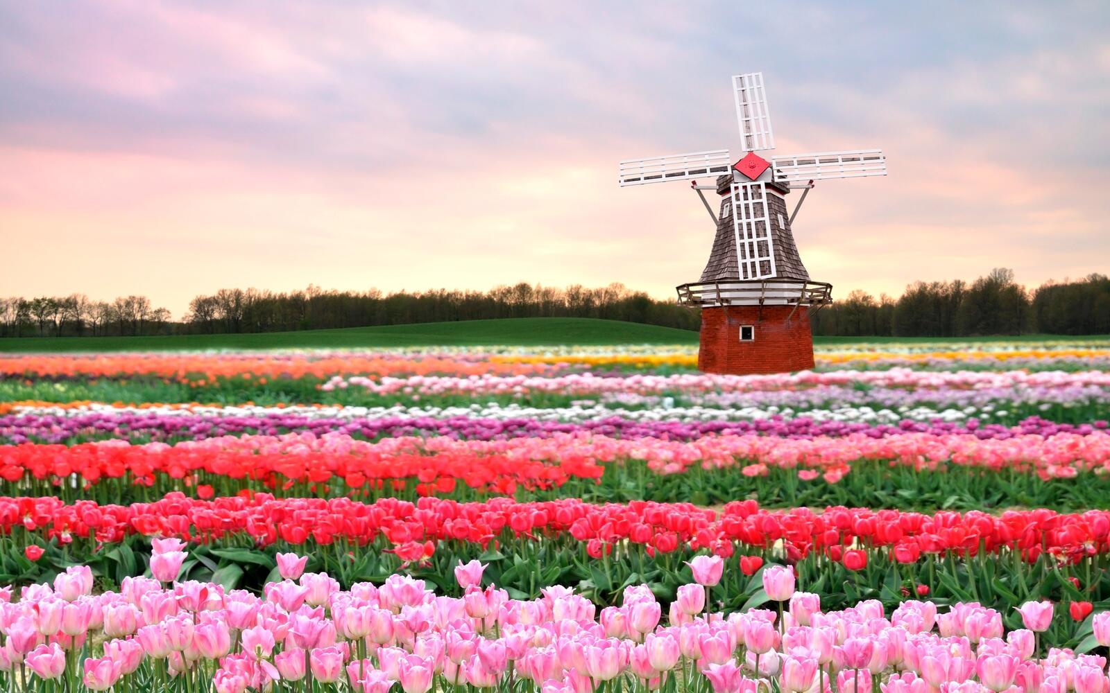 Wallpapers tulips windmill architecture on the desktop