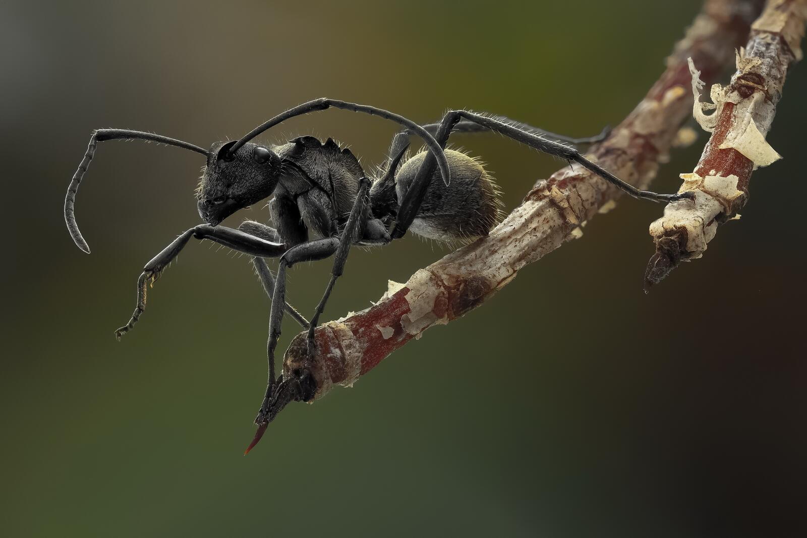 Обои черный муравей насекомые ветви на рабочий стол