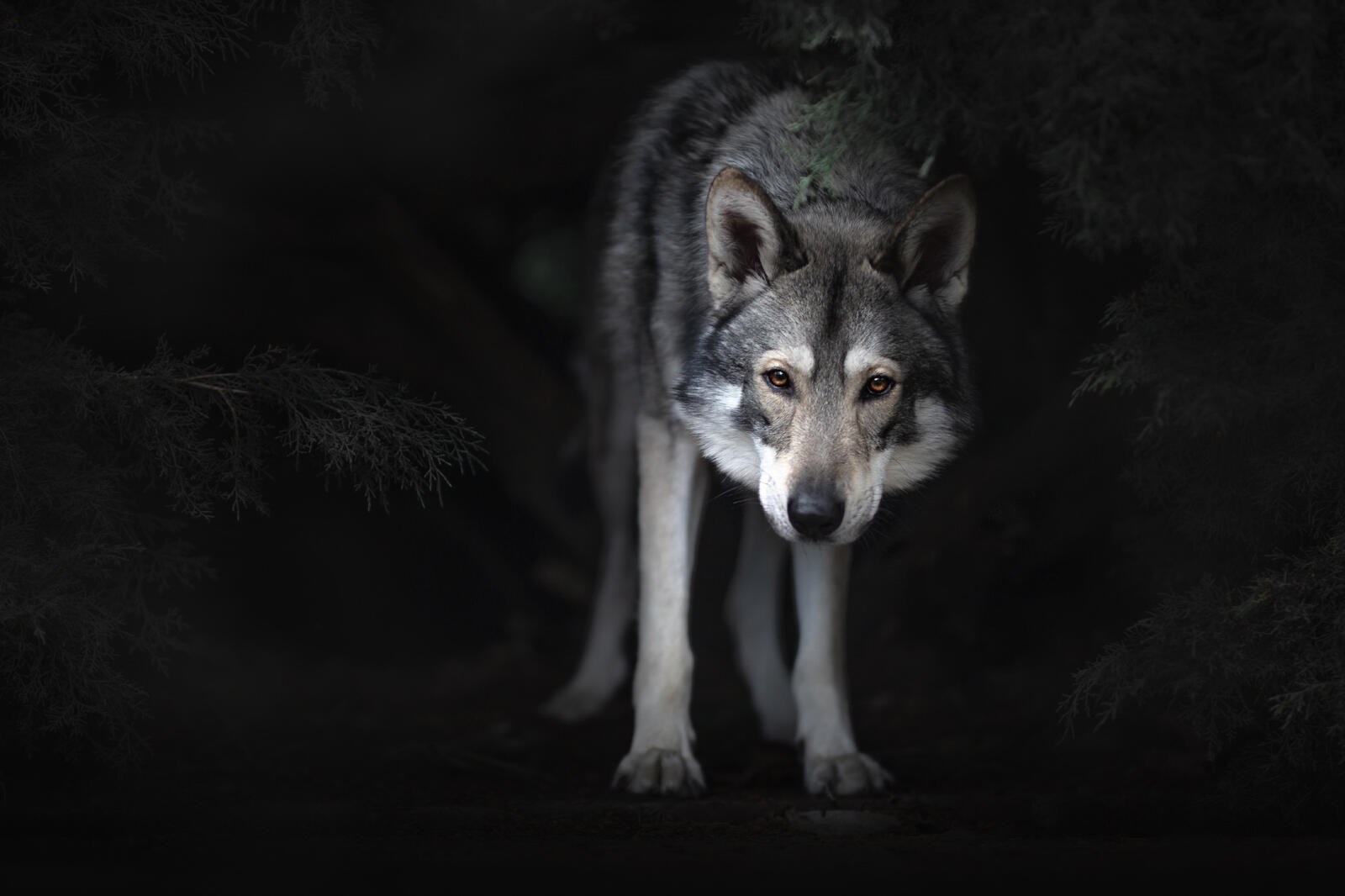 免费照片猎狼犬在半昏暗的环境中