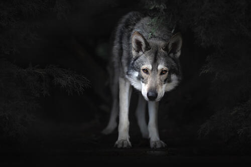 猎狼犬在半昏暗的环境中