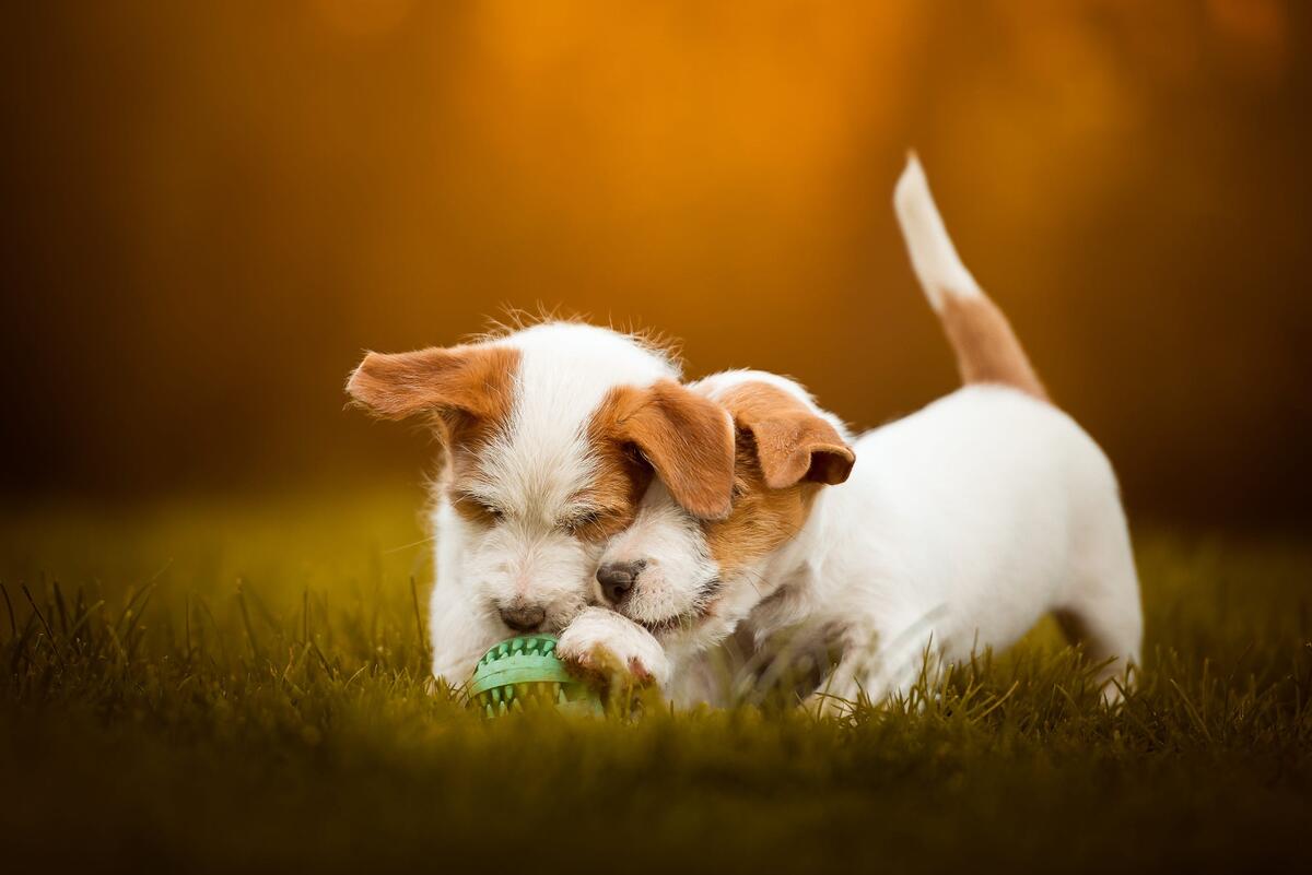 Two puppies and ball