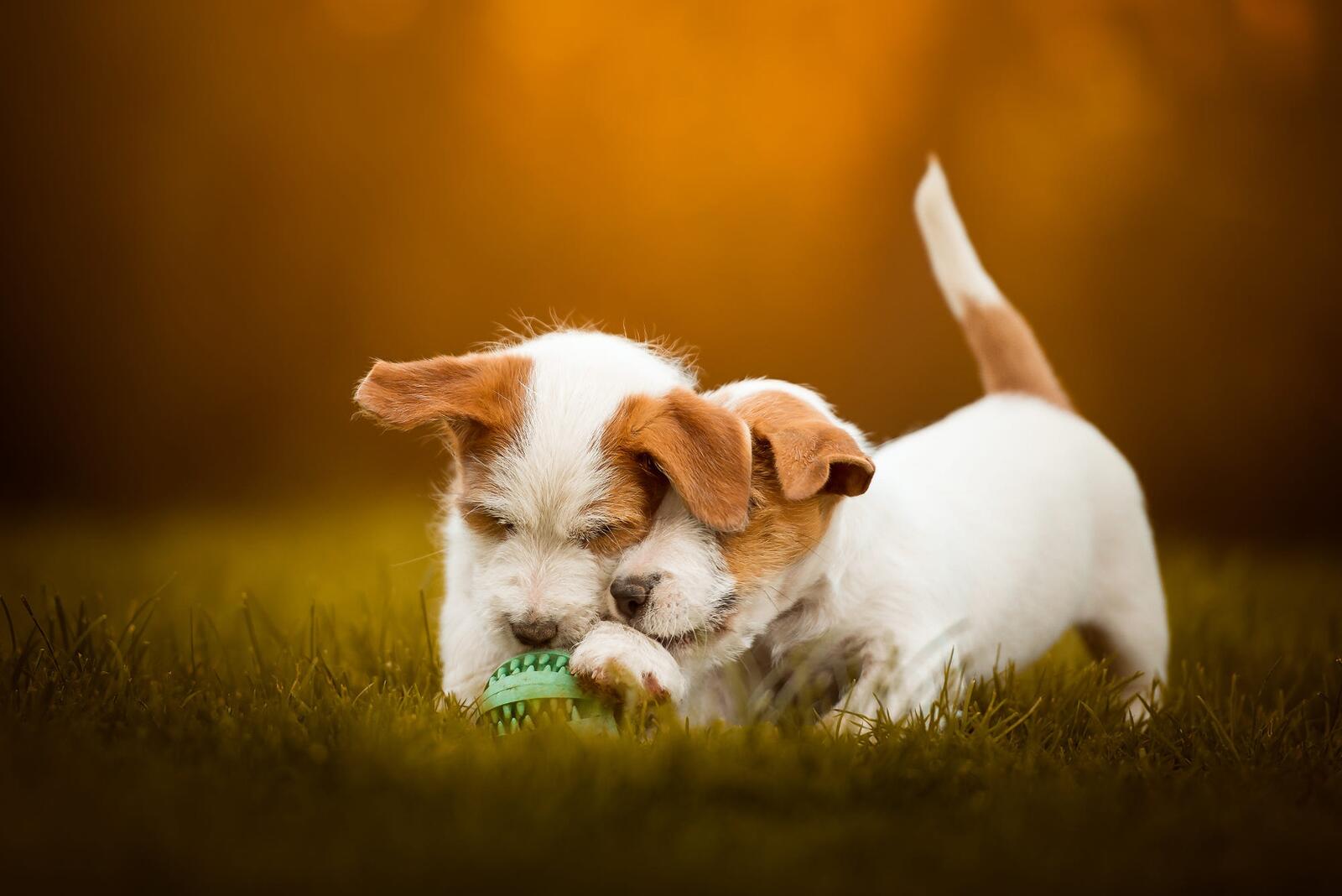 Бесплатное фото Два щенка и мячик