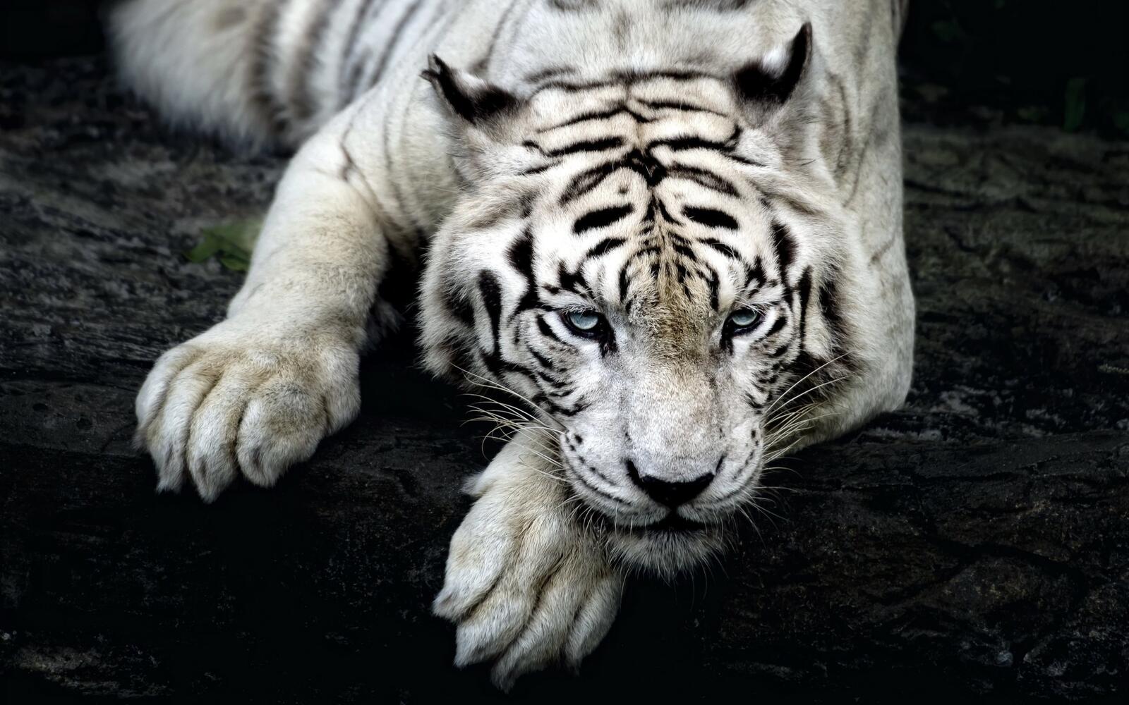 Free photo White Tiger