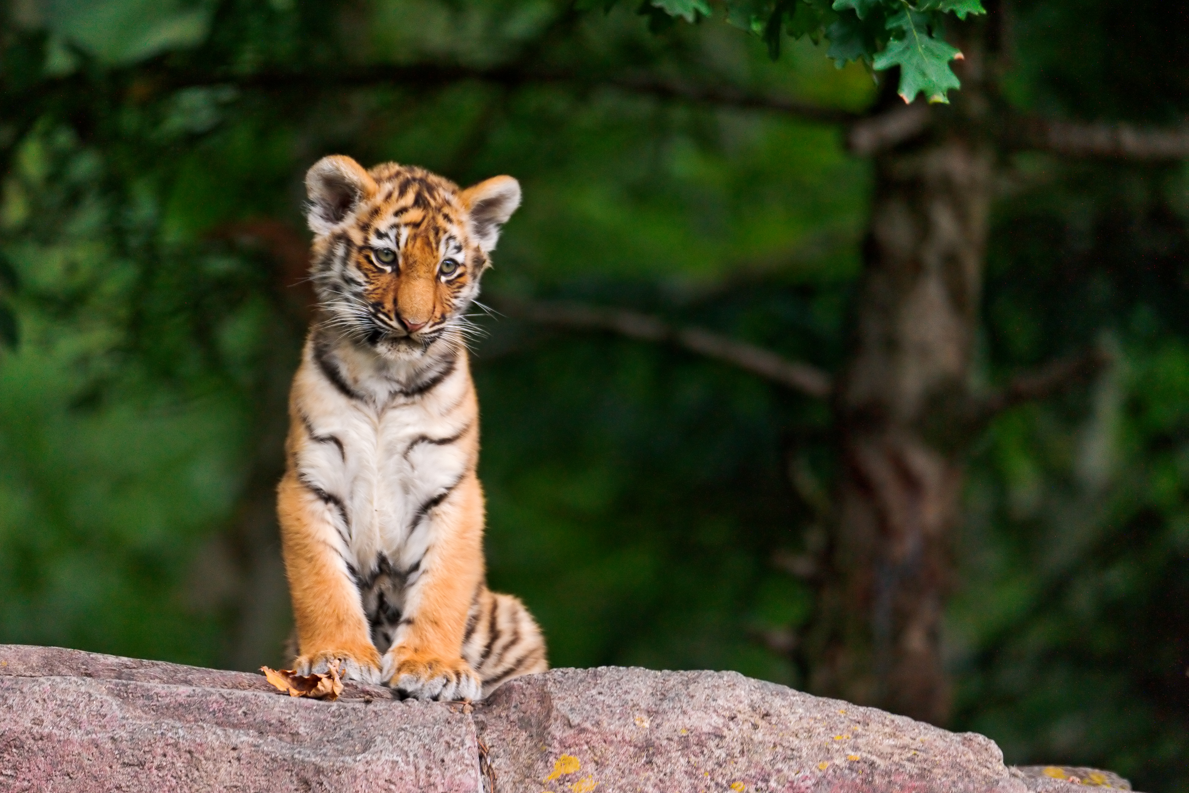 Wallpapers predator animal tiger cub on the desktop