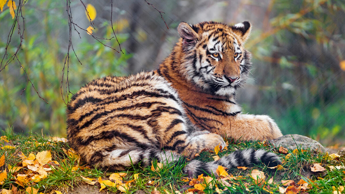 Милый тигрёнок лежит на осенних листьях