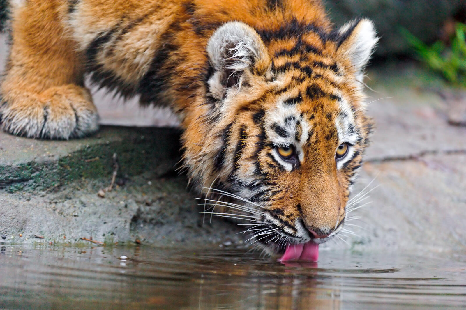 Wallpapers wild cat predator tiger tigers on the desktop