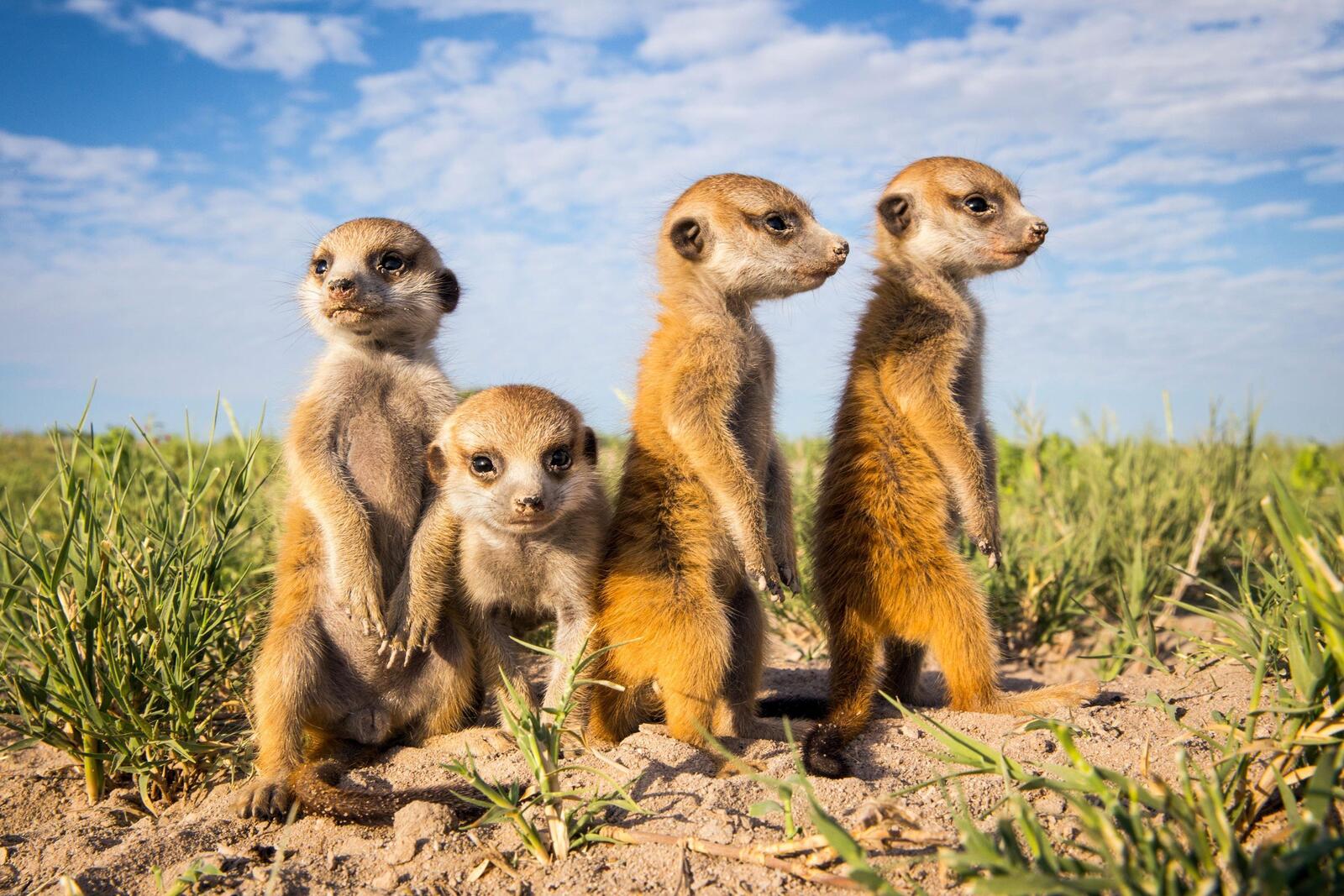 Wallpapers meerkat on the sand small on the desktop