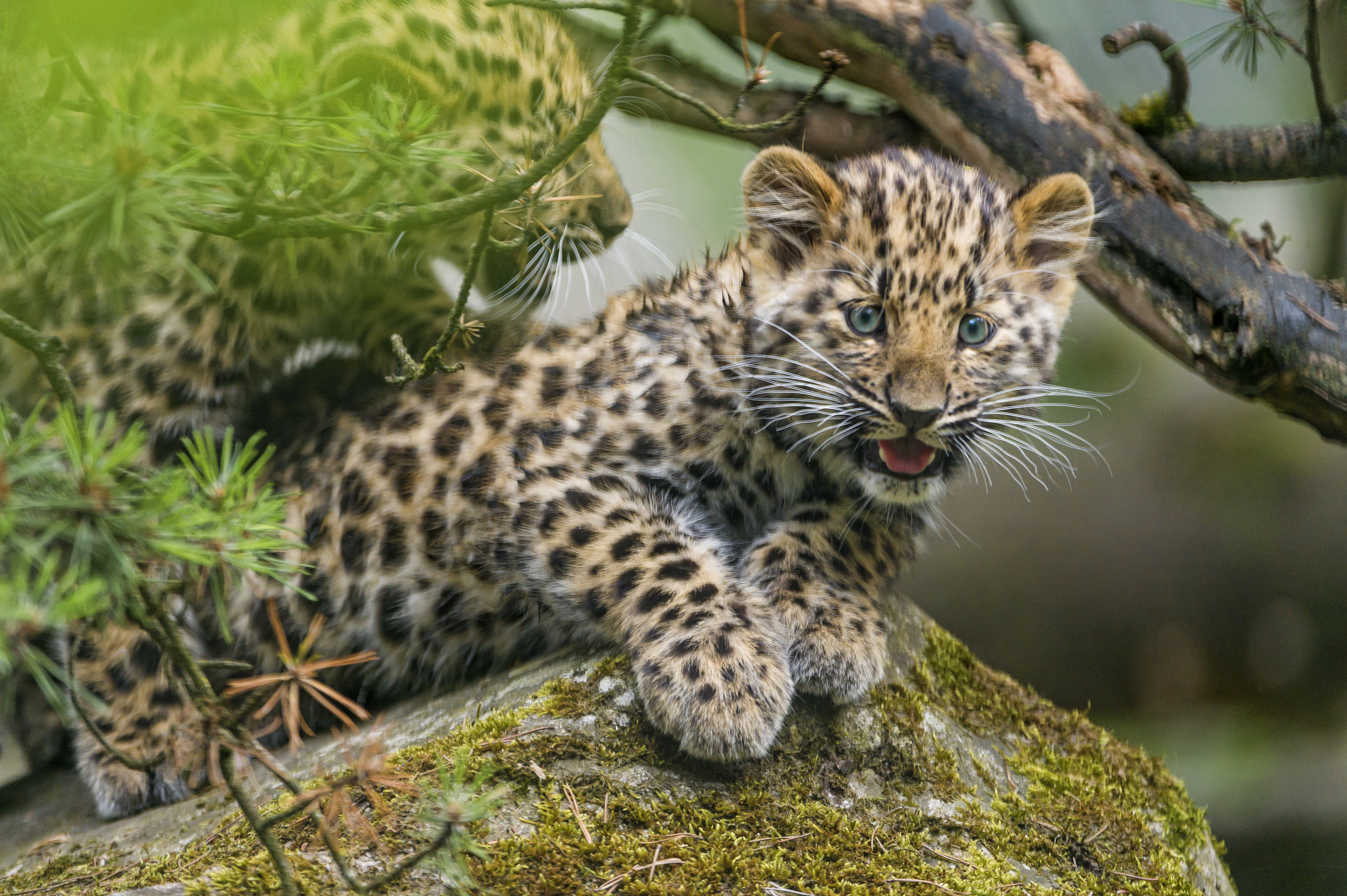 Wallpapers face big cat young leopard on the desktop