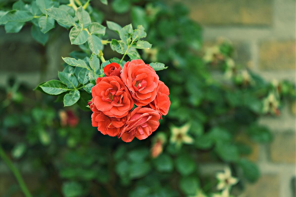 A lone rose on a green shrub.