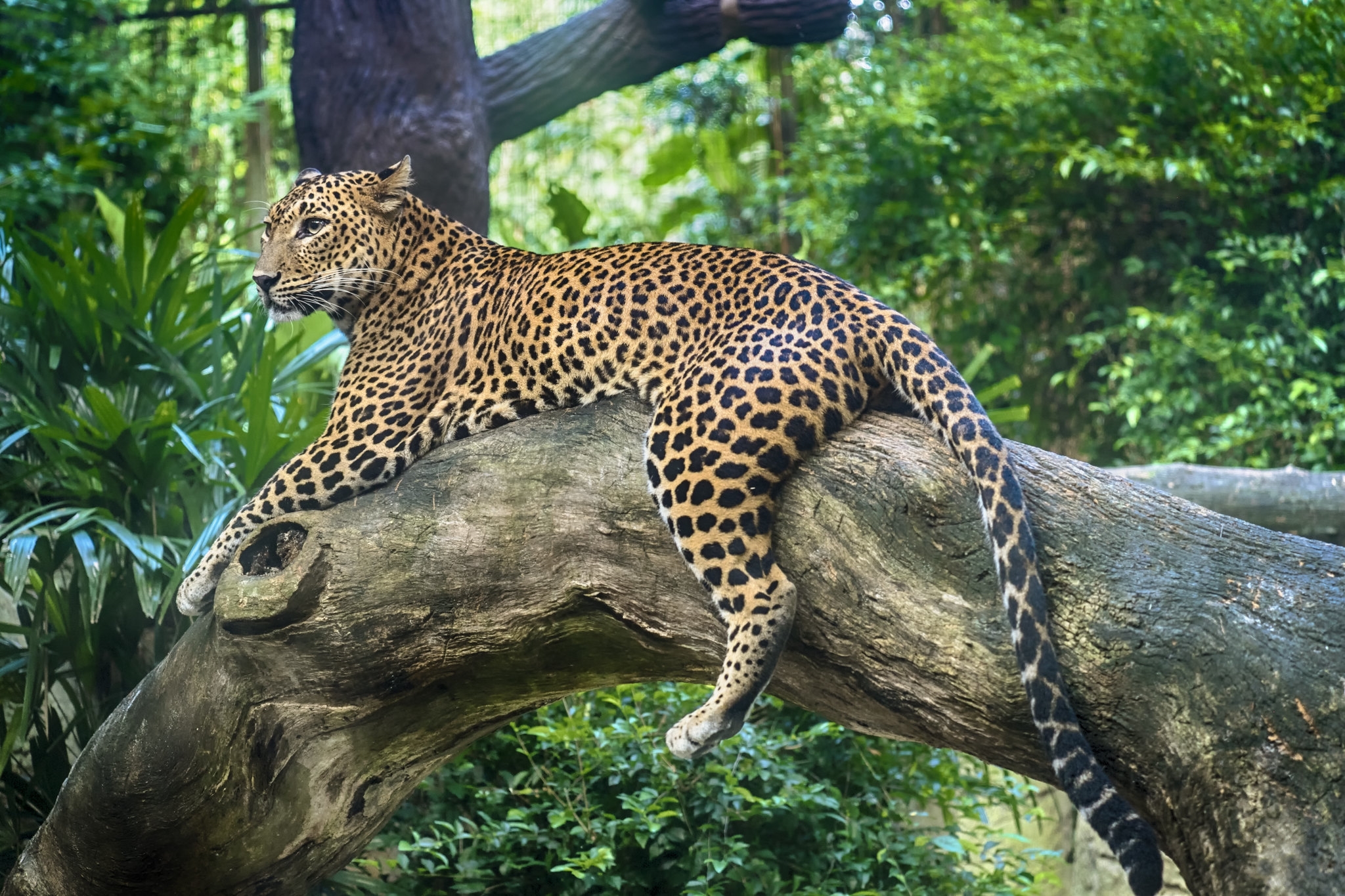 Leopard resting on a tree