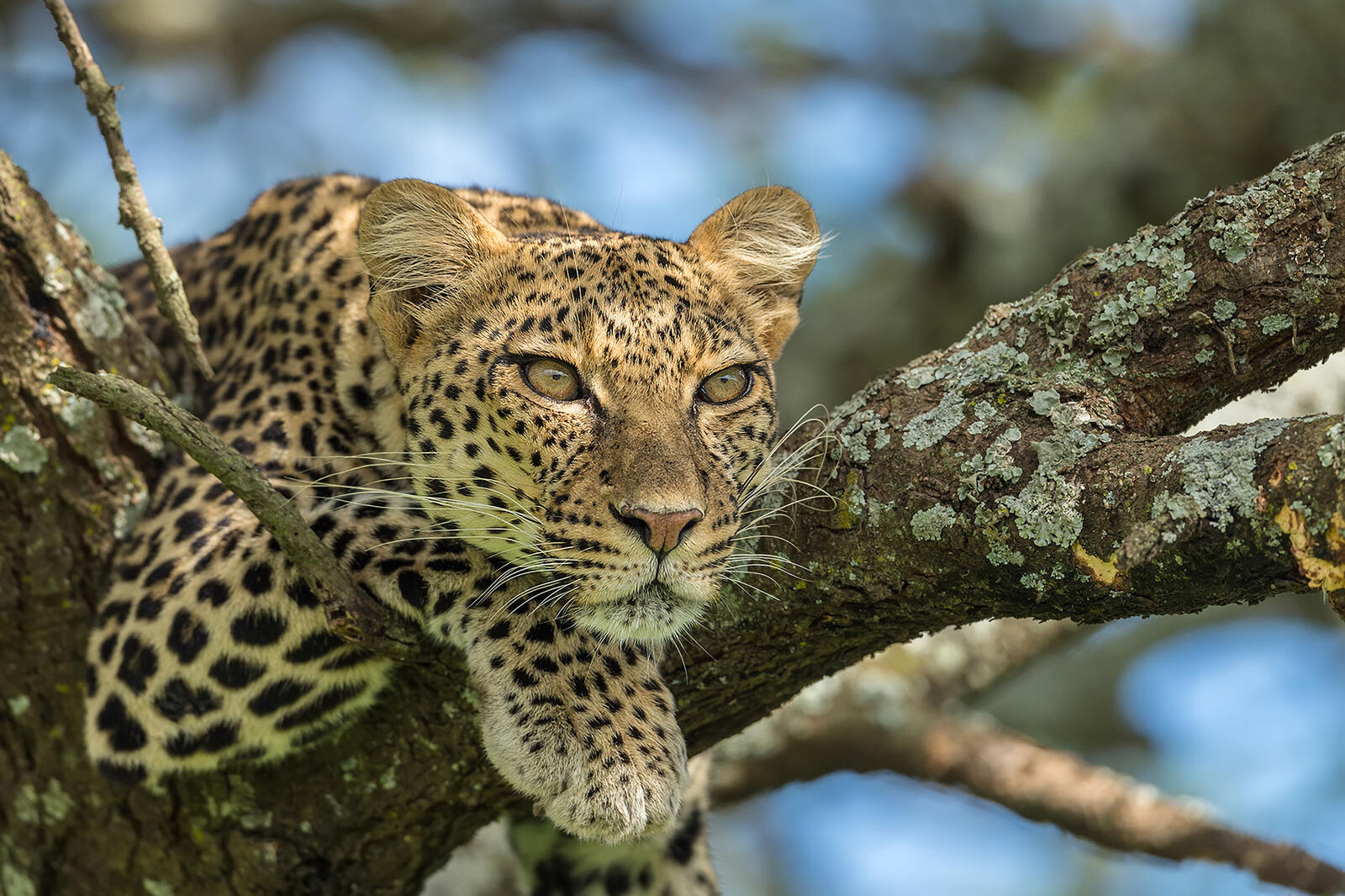 Free photo Leopard girl