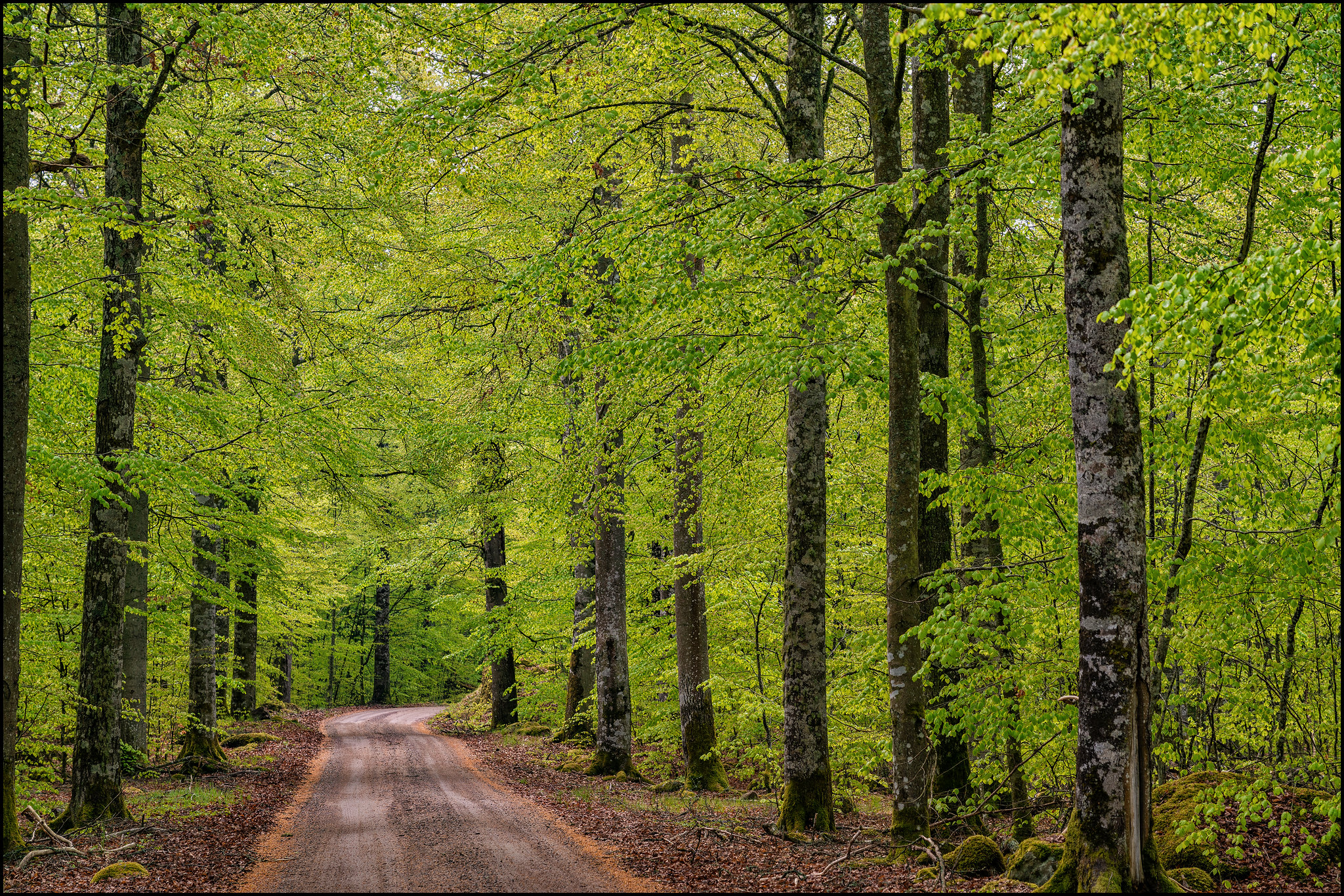 Обои лес вдоль лесных дорог деревья на рабочий стол