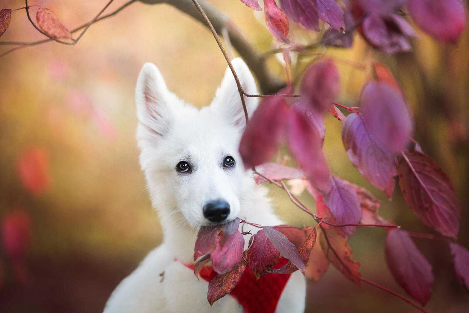 Бесплатное фото Белый щенок и осенний багрянец