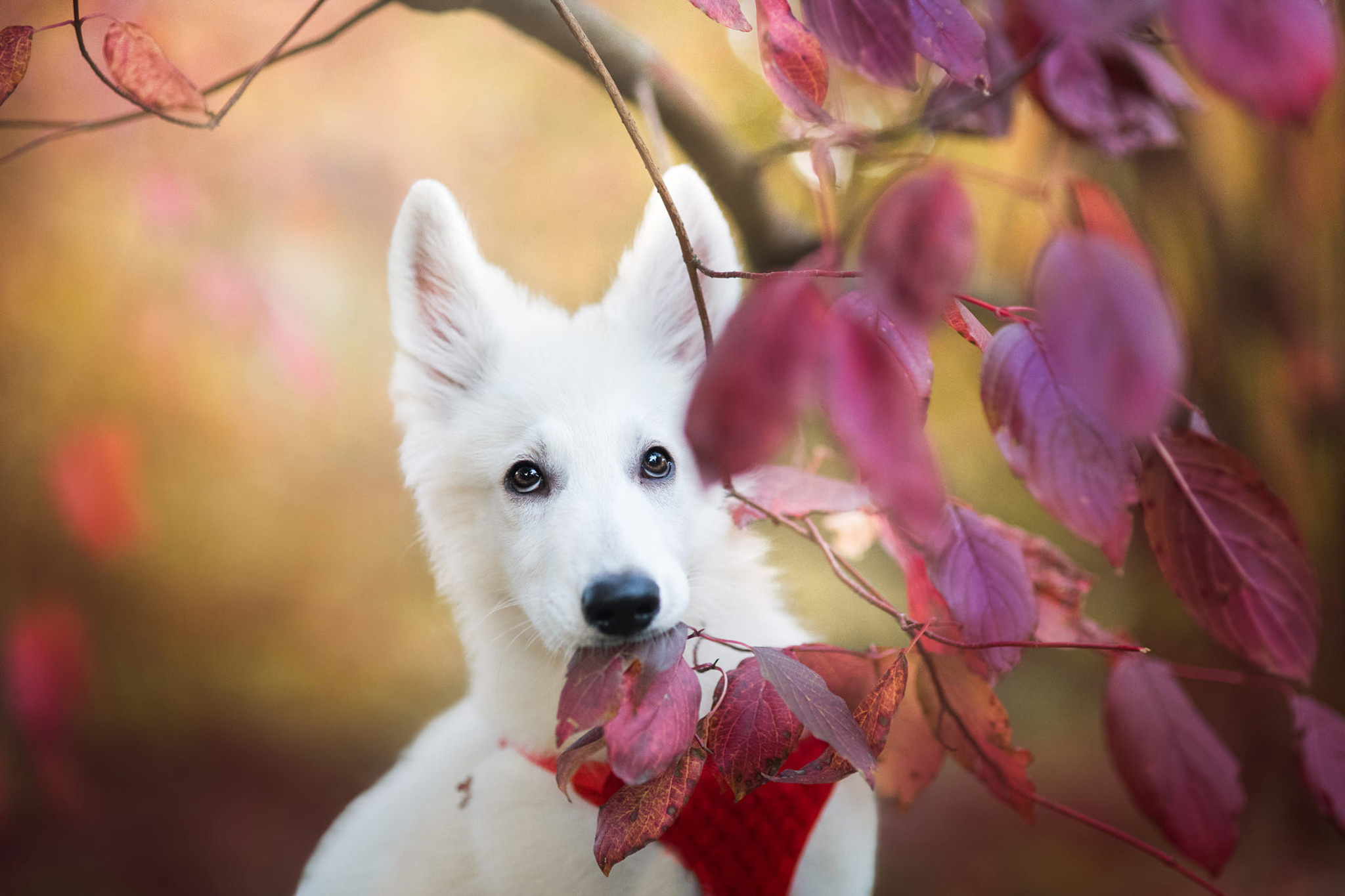 Белый щенок и осенний багрянец · бесплатное фото