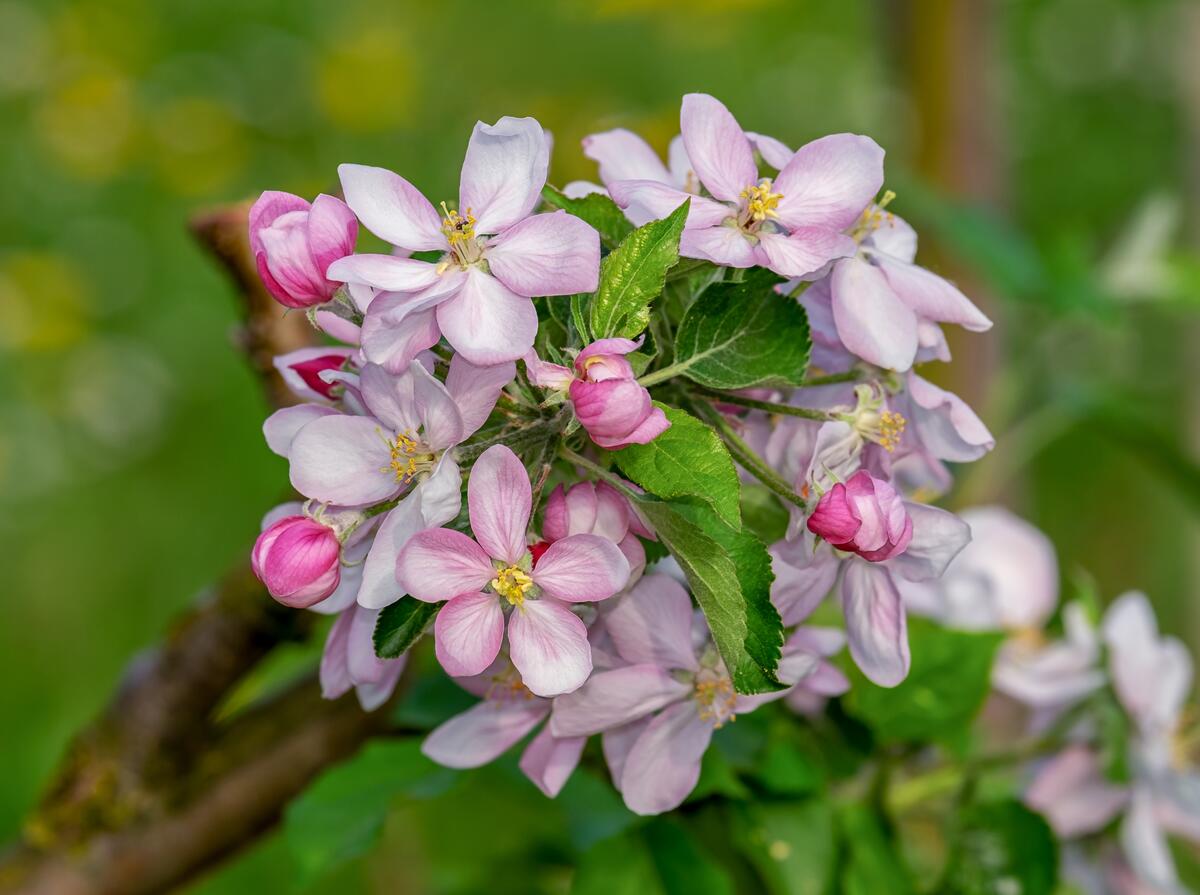 The petals of the Apple-tree