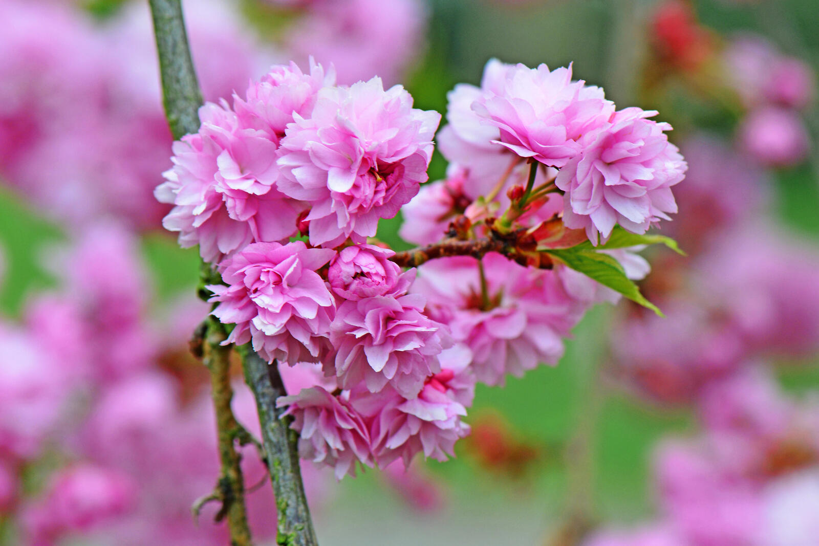 Free photo Cherry blossoms