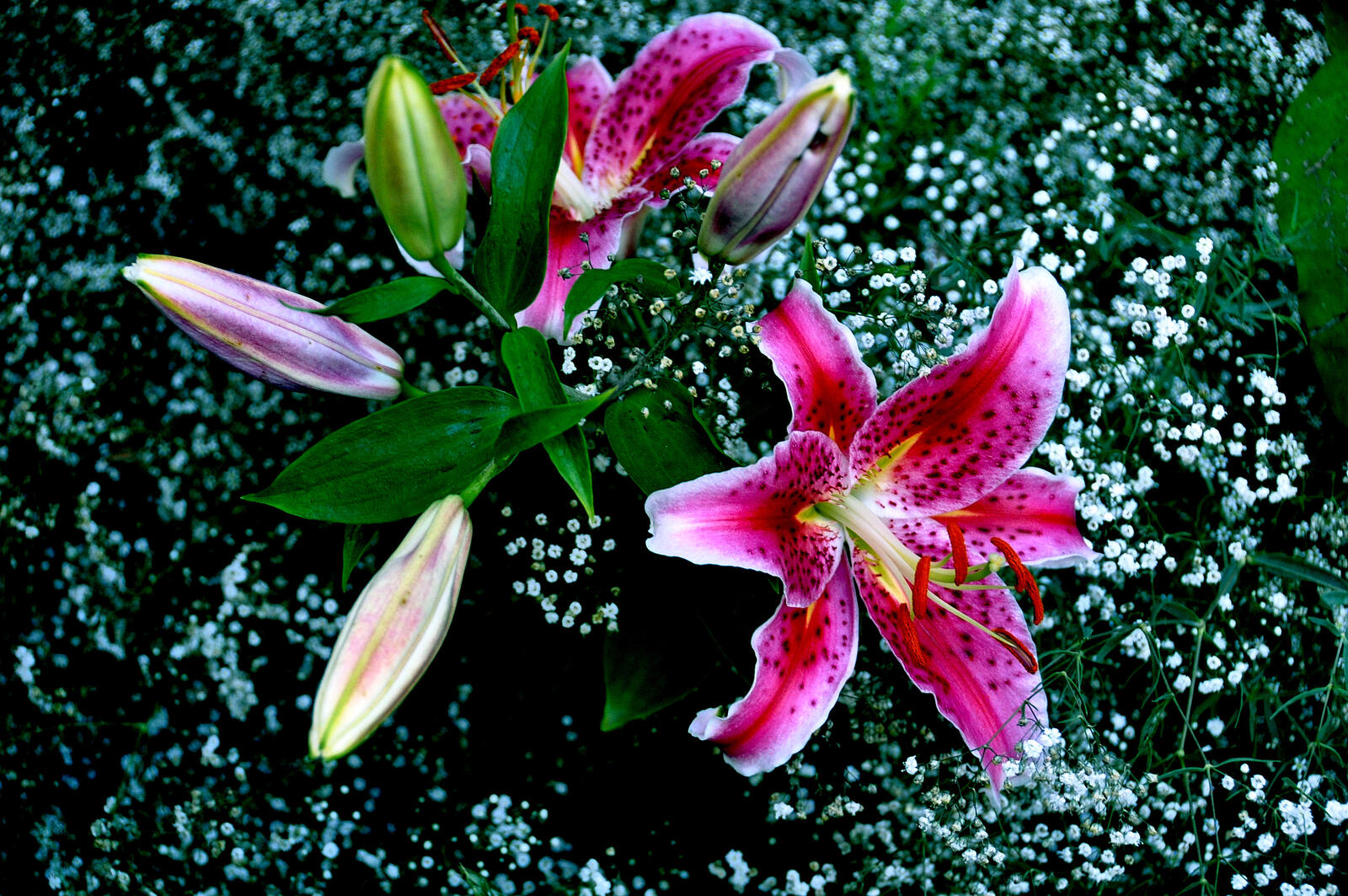 Обои Лили цветы растительный на рабочий стол
