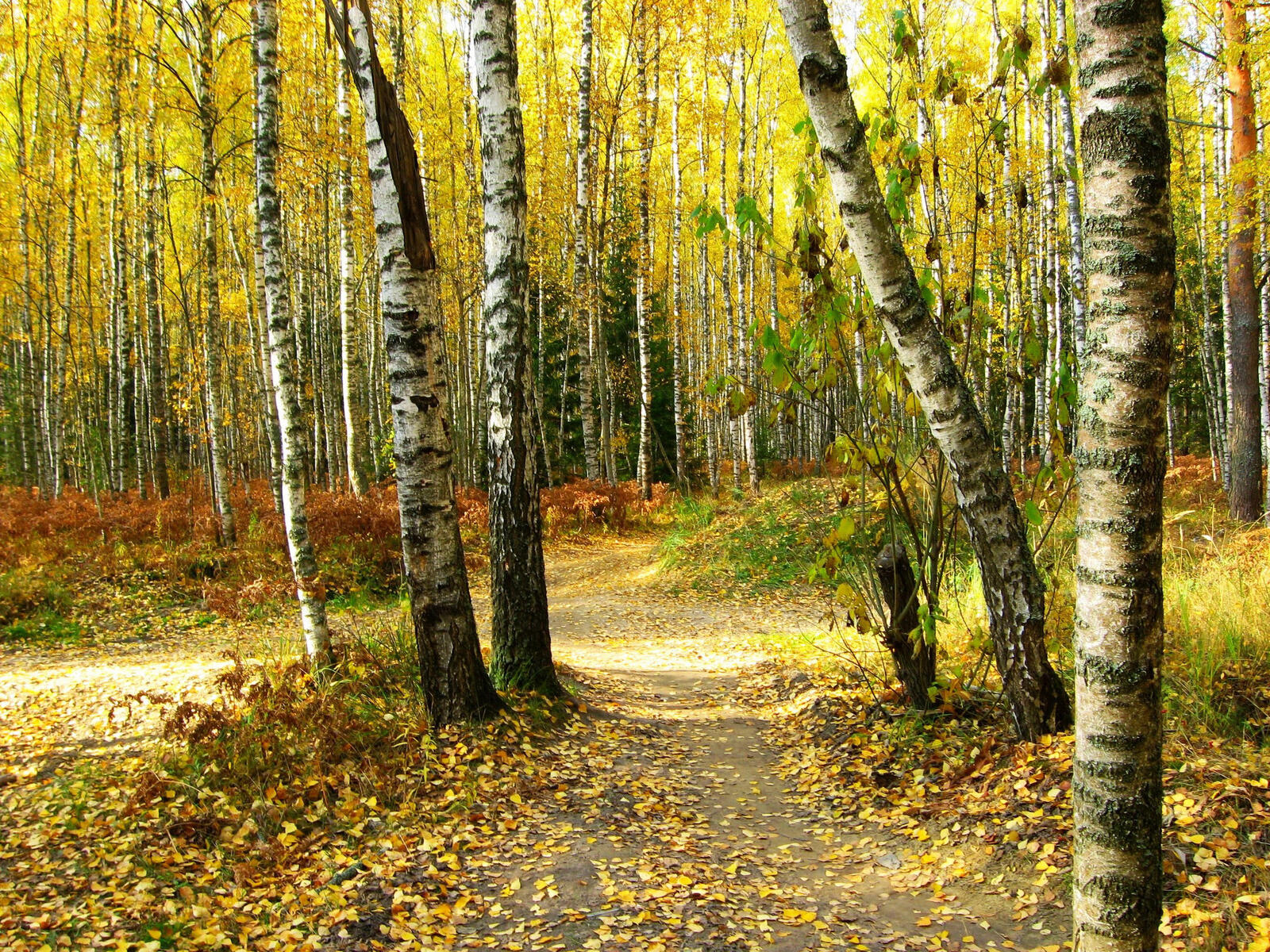 Wallpapers autumn the fork in the forest birch trees on the desktop