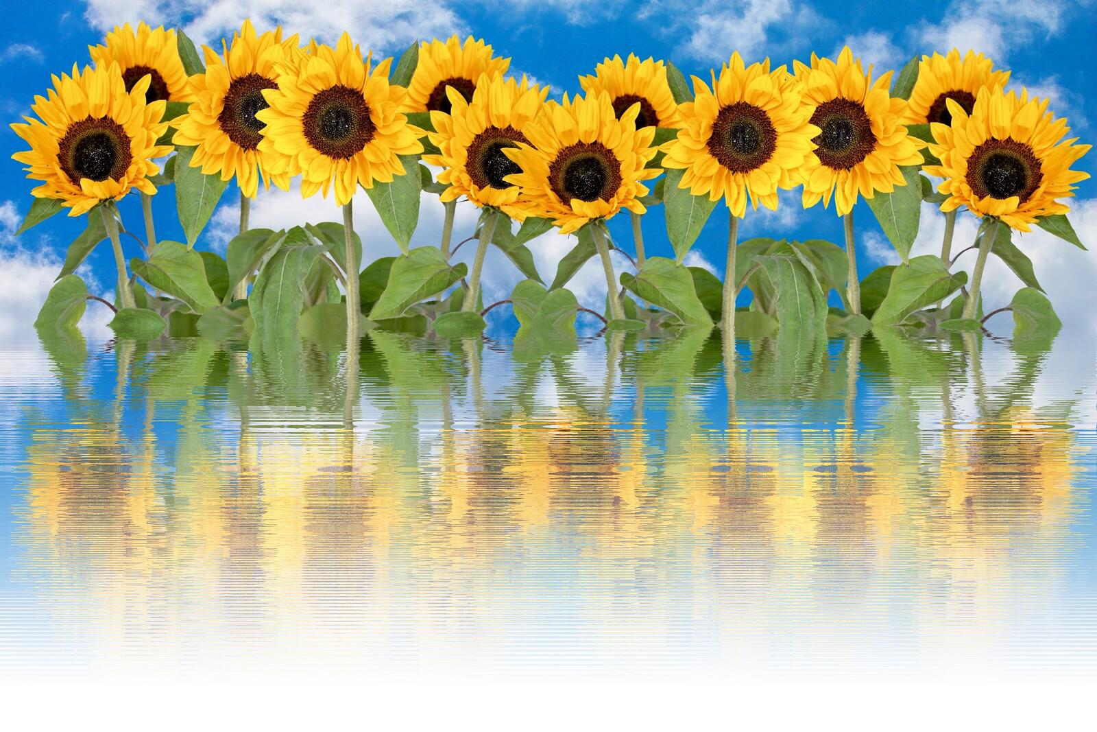 Wallpapers flora flowers many sunflowers on the desktop