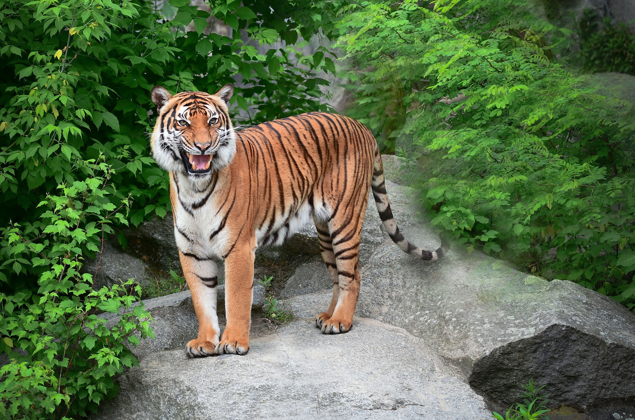 Обои Амурский тигр животное большая кошка на рабочий стол