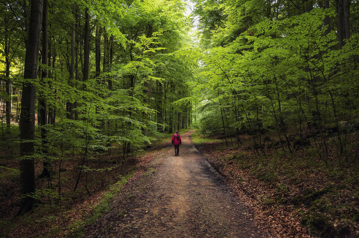 A girl walks along a forest road