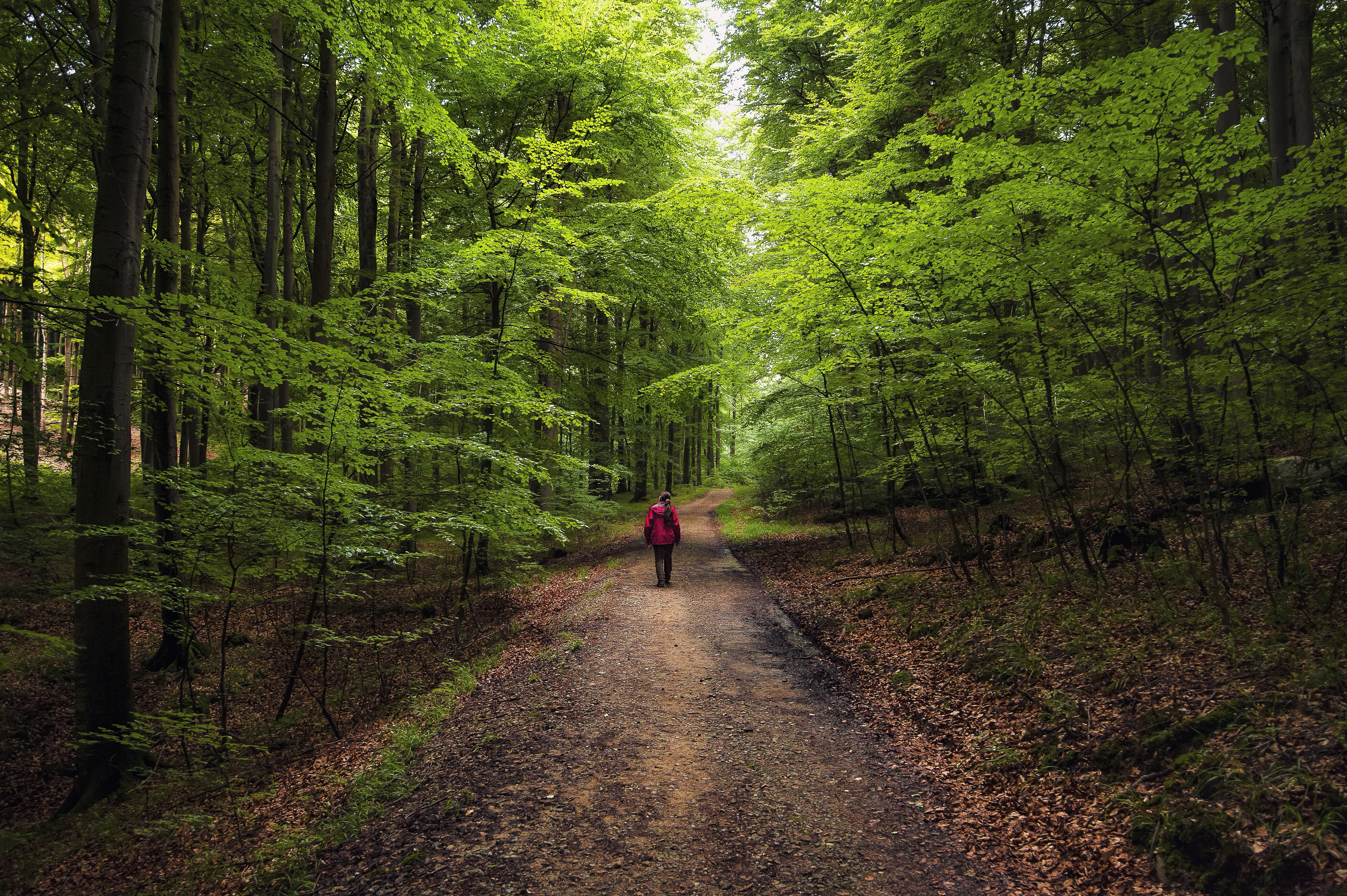 Девушка идет по лесной дороге · бесплатное фото