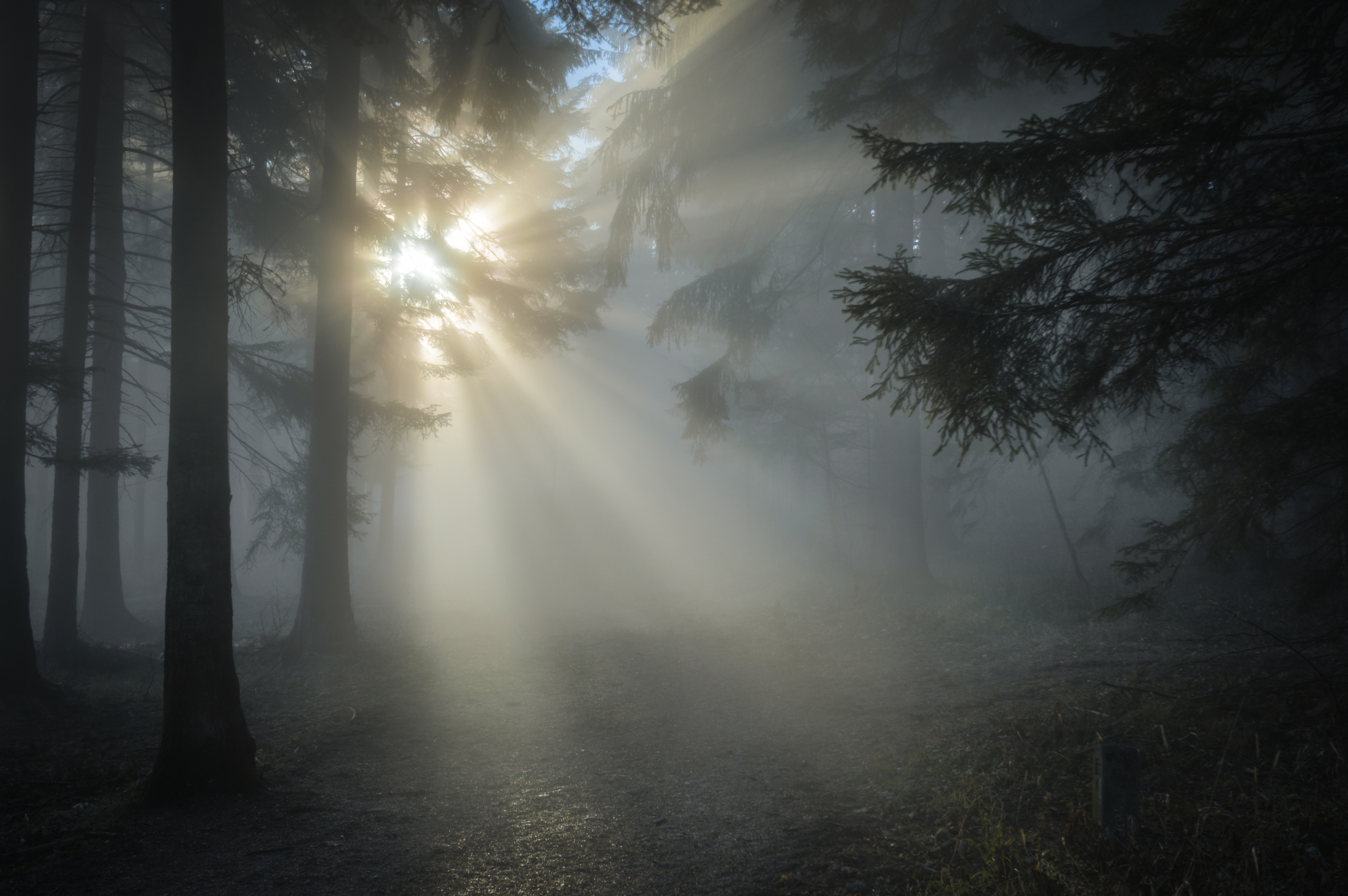Wallpapers weather atmospheric phenomenon forest on the desktop
