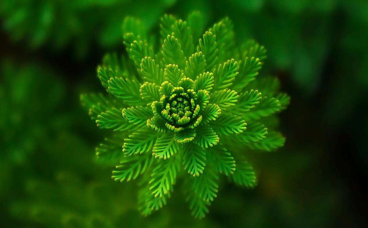 An unusual green plant