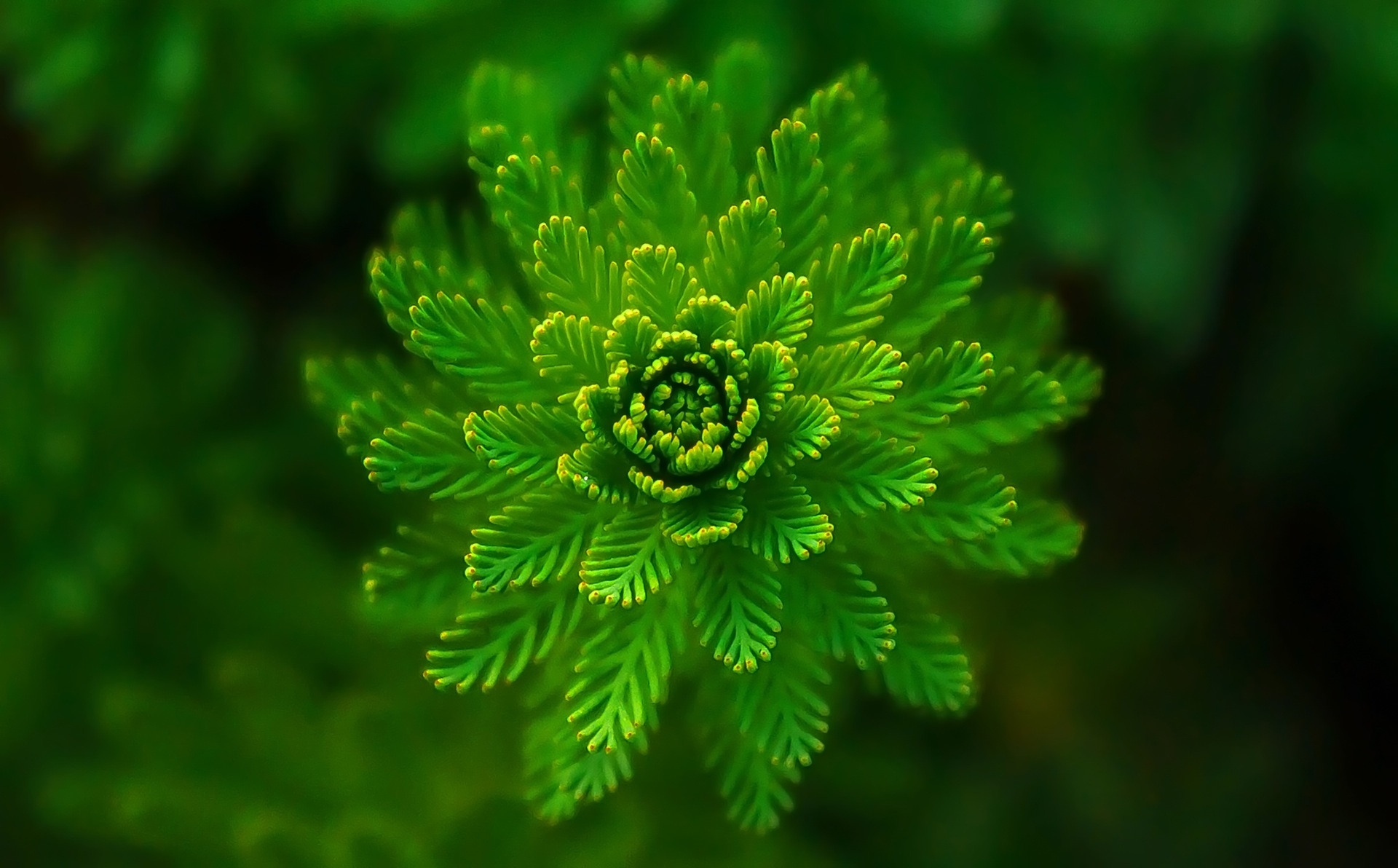 Необычное зеленое растение · бесплатная фотография от Fonwall