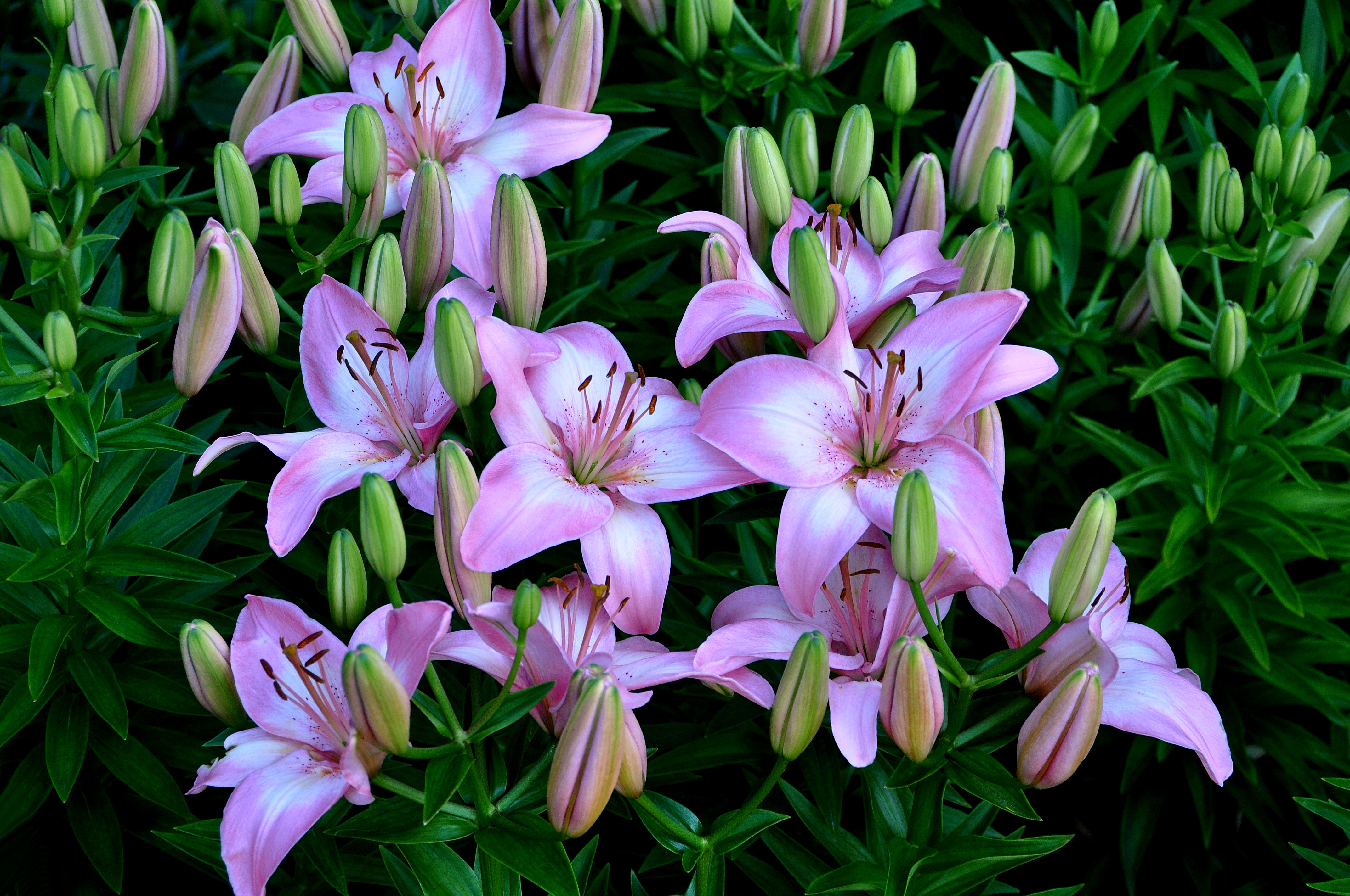 Wallpapers lilies bushes lilyt on the desktop